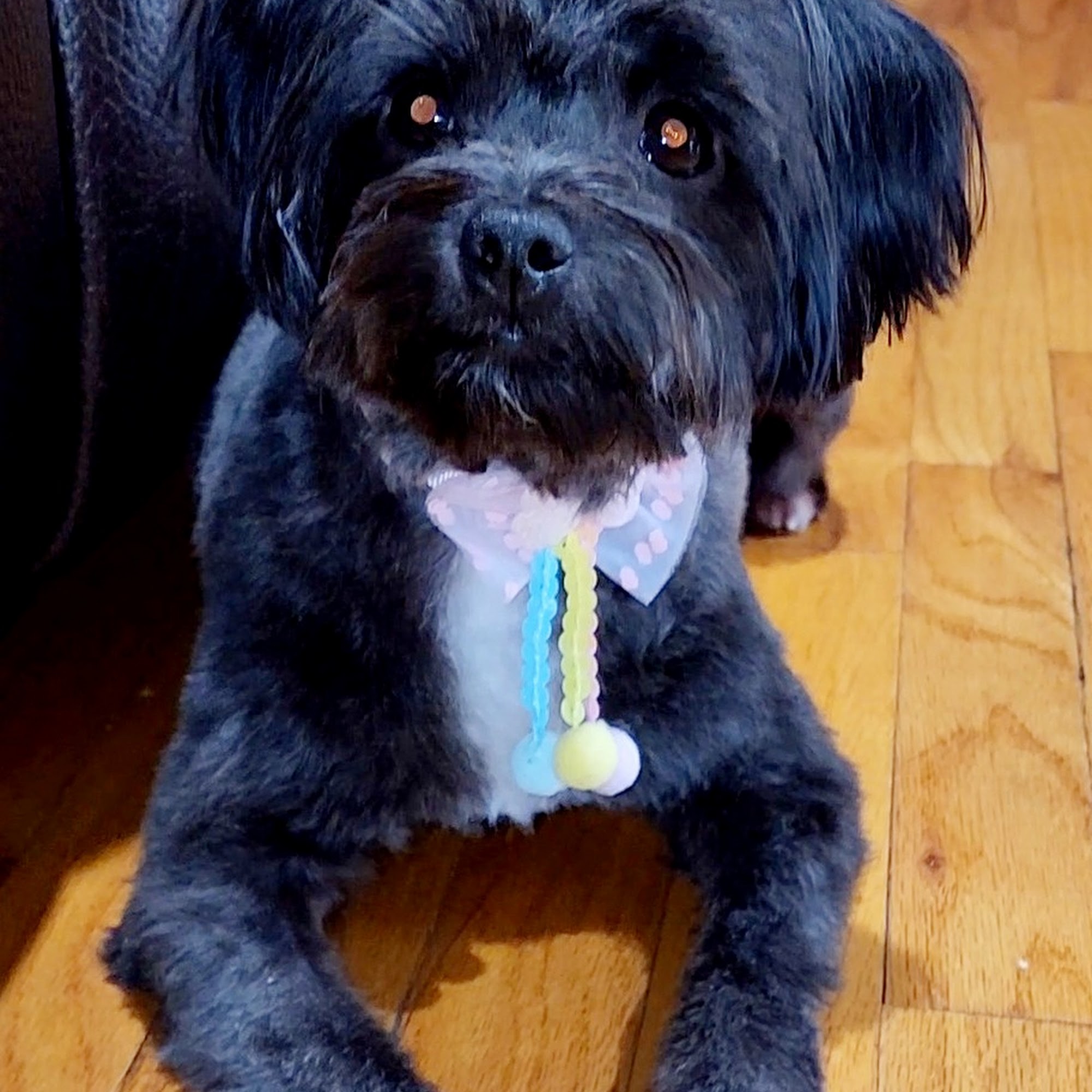 Cupid Doggie Spa La Habra