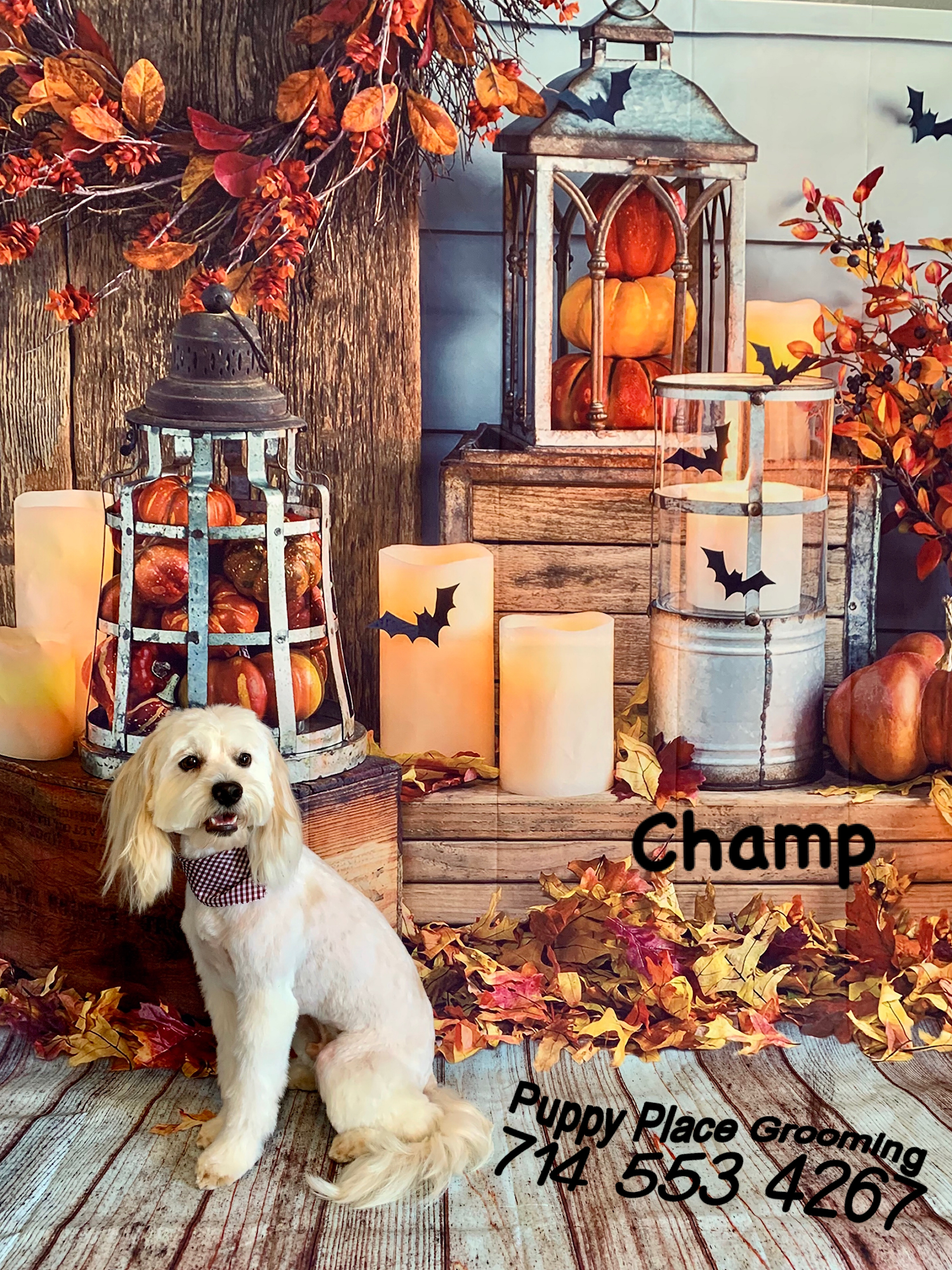 Puppy Place Grooming La Habra