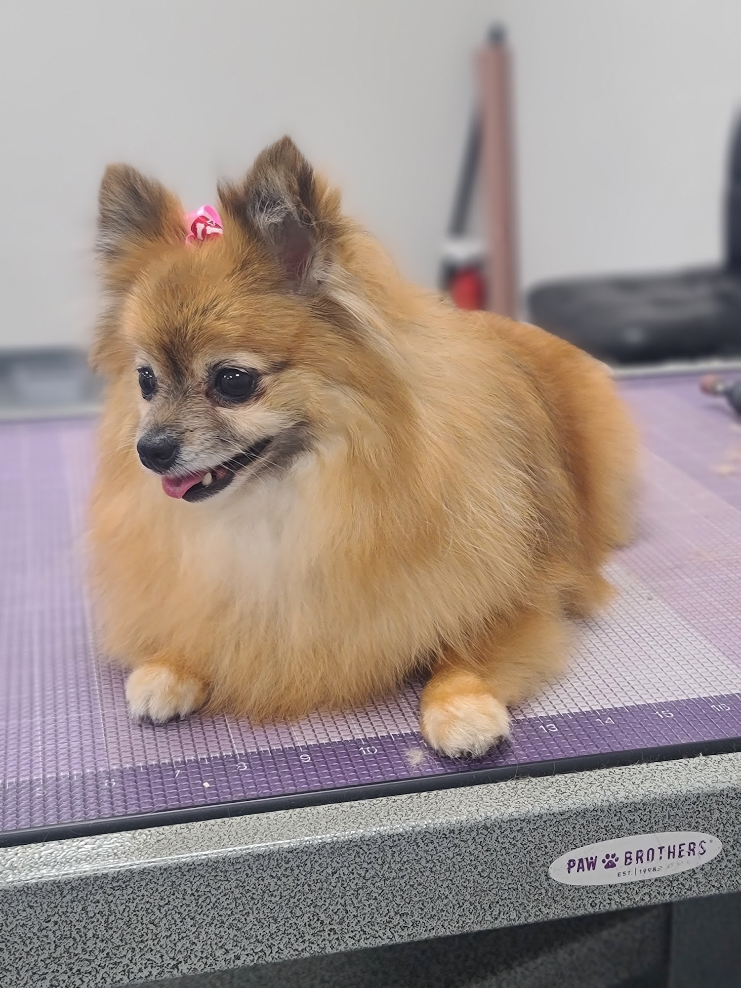 Puppy Face Grooming La Habra