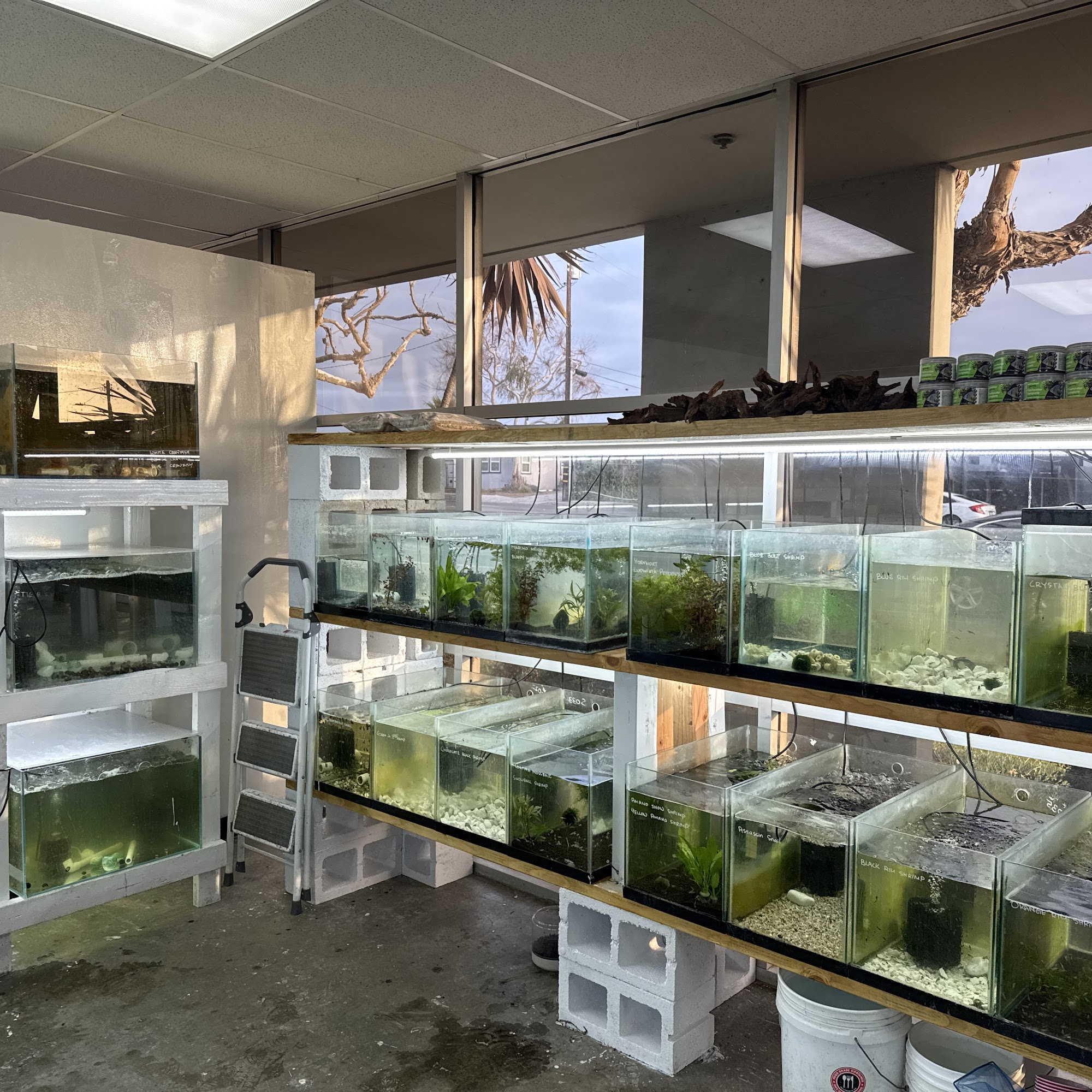 Swimming Creatures Tropical Pet Store La Habra