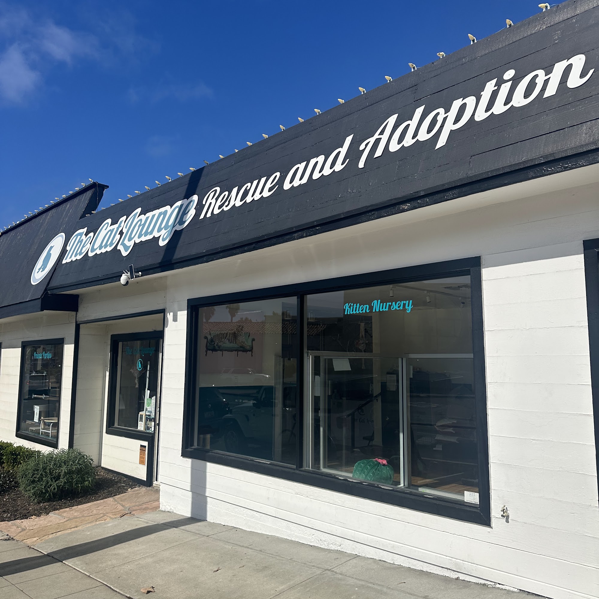 The Cat Lounge Rescue and Adoption Center La Jolla