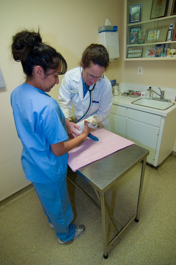 VCA Grossmont Animal Hospital La Mesa