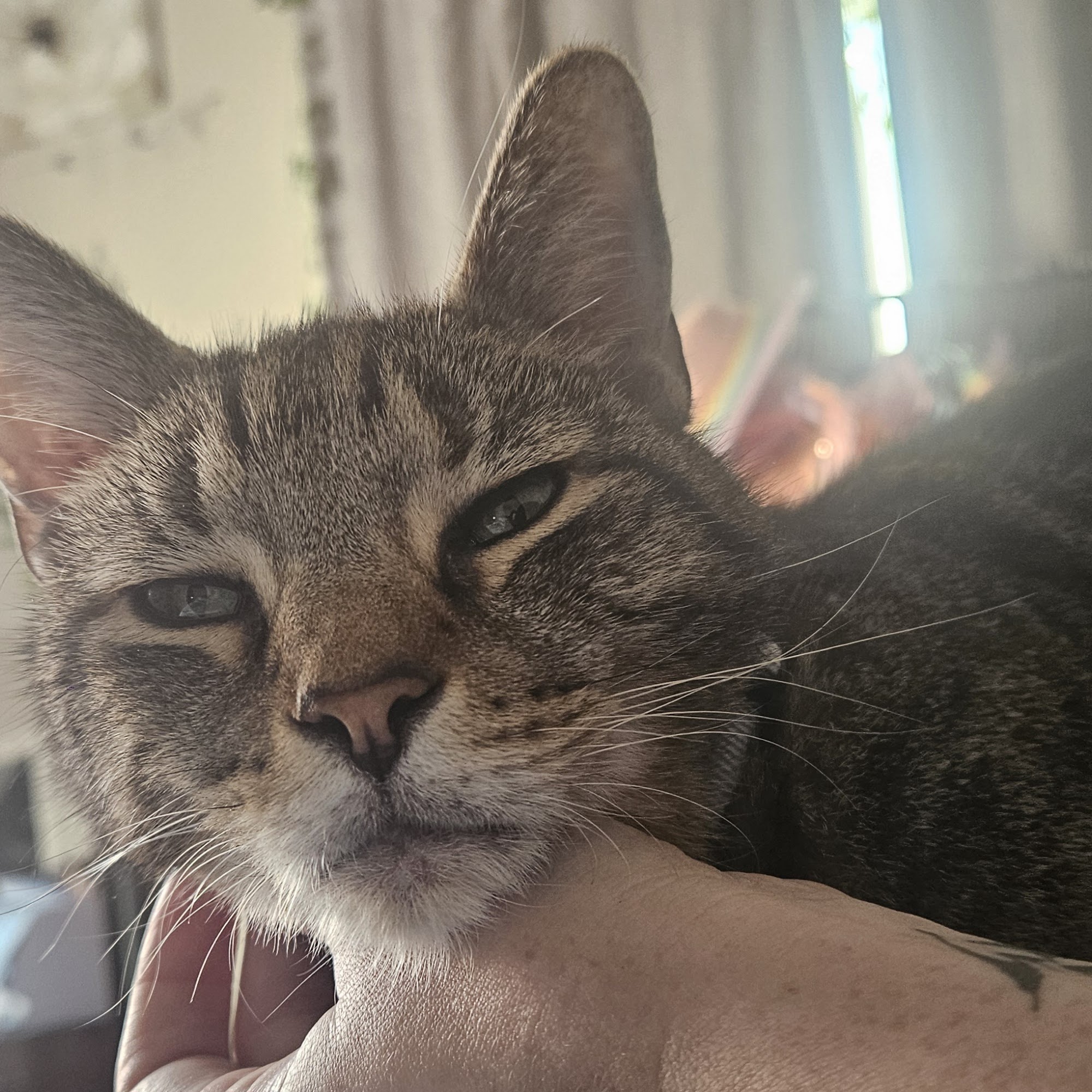 Rancho Village Veterinary Hospital La Mesa