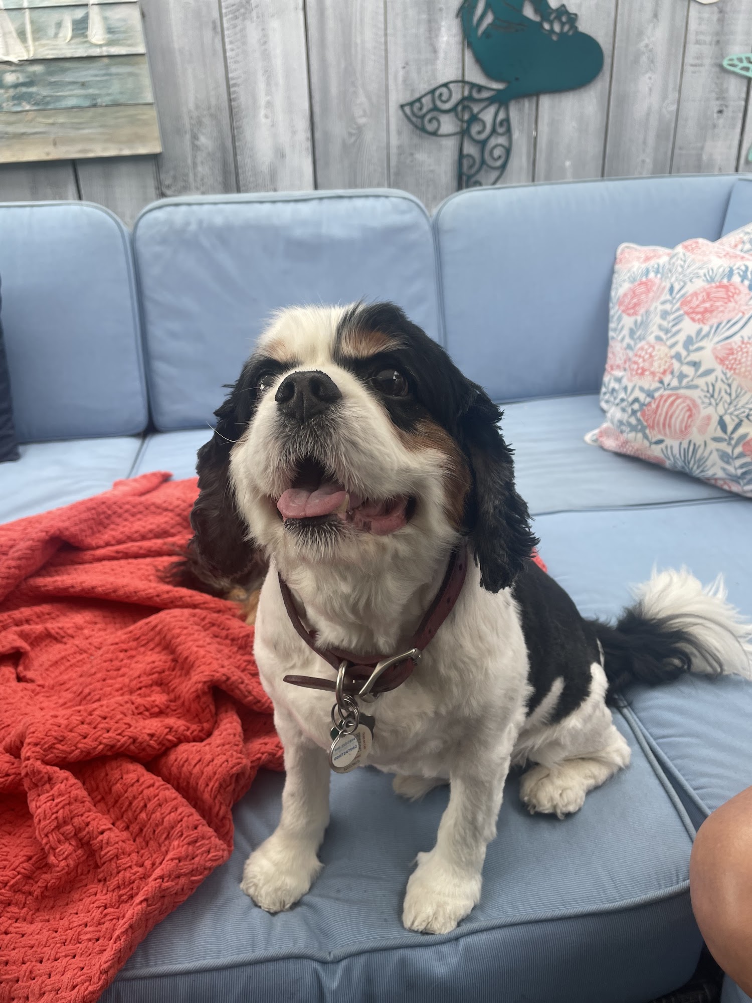 Lake Murray Grooming La Mesa