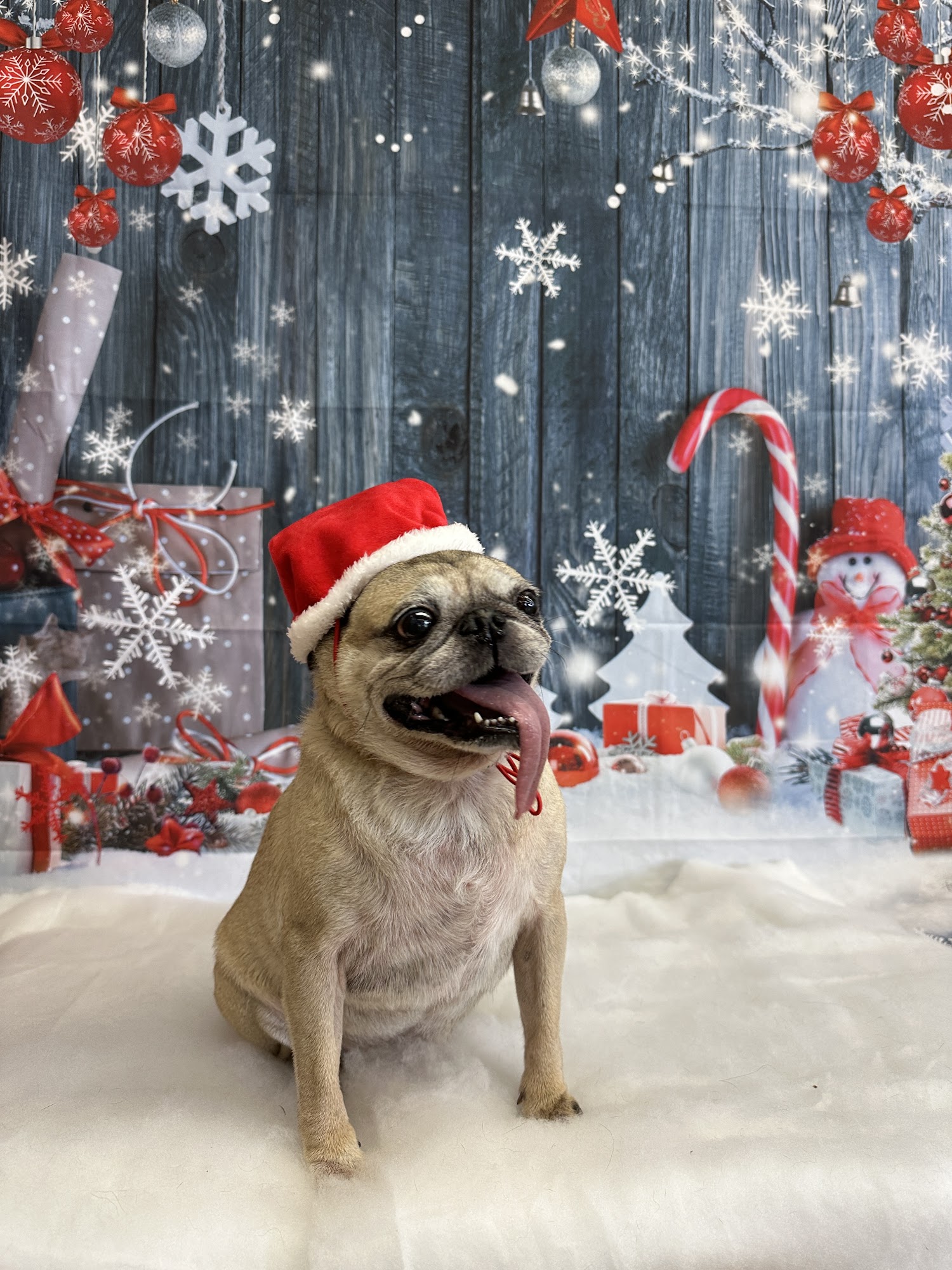 Village Pet Salon La Mesa