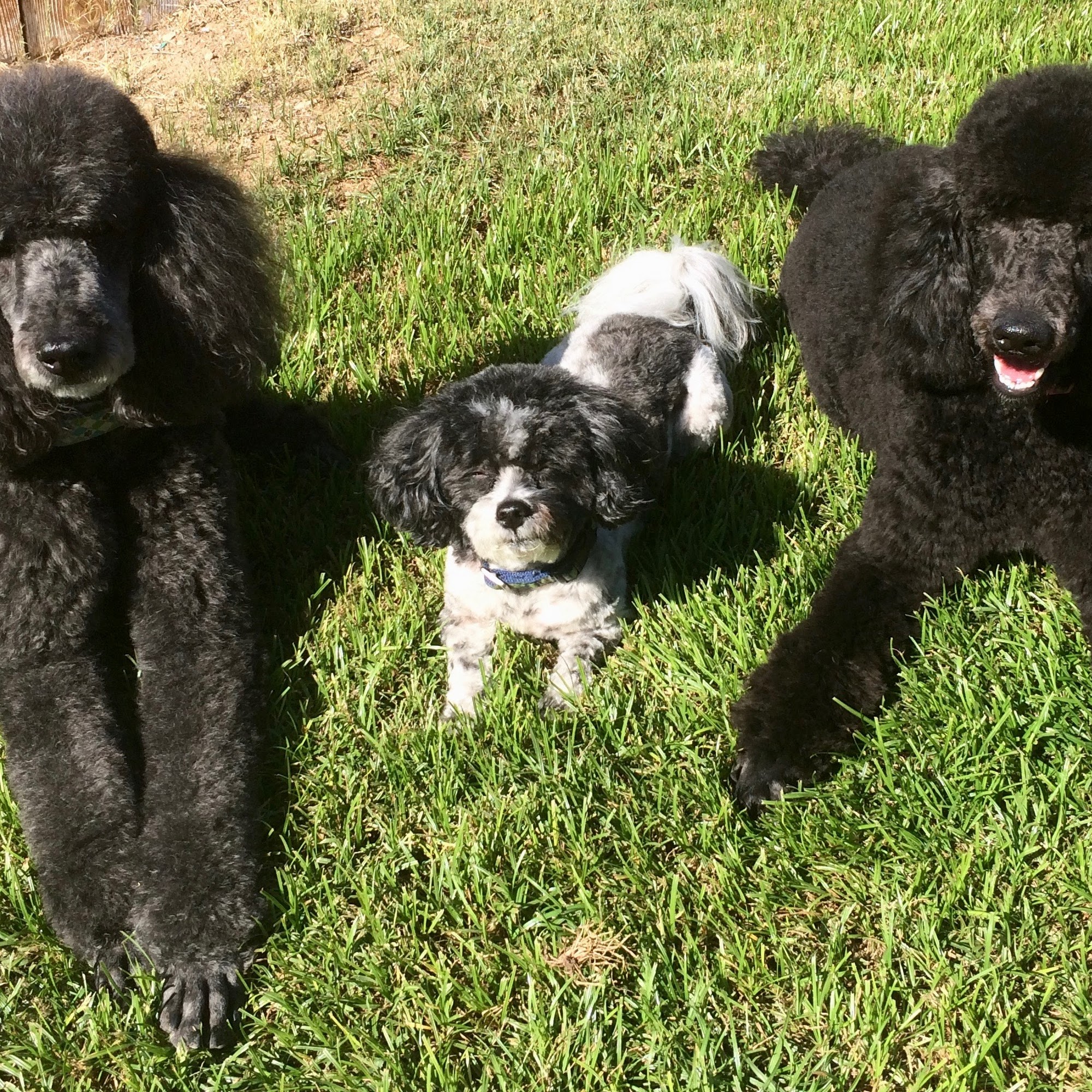 Out N' About Dog Training La Mesa