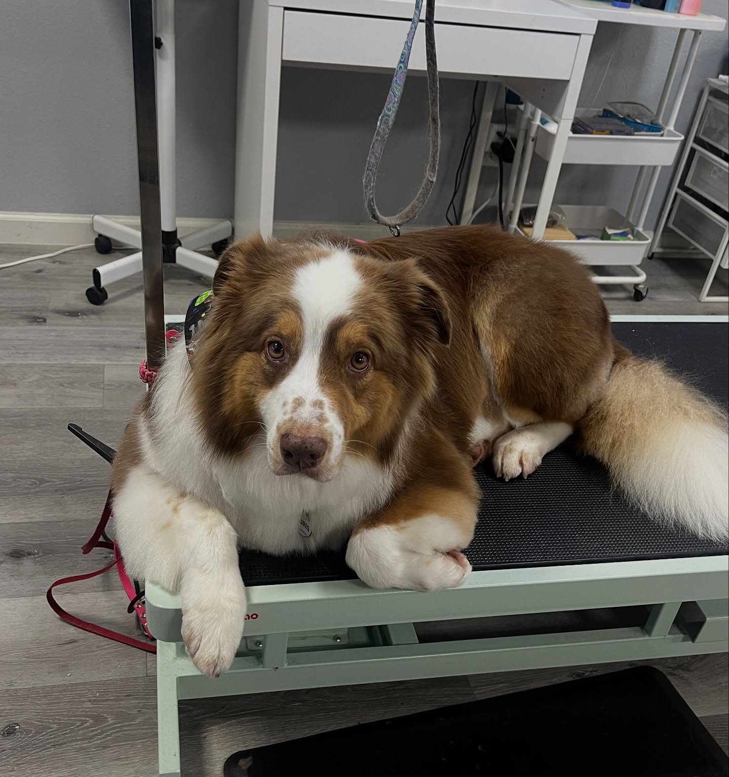 The Fur Gala Dog Grooming La Mesa