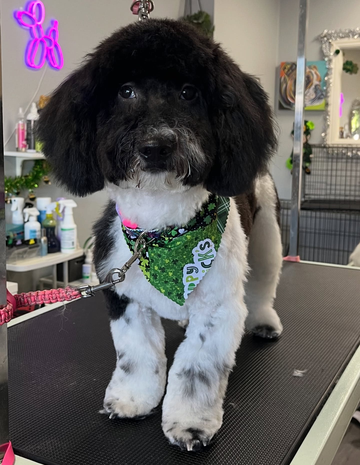 The Fur Gala Dog Grooming La Mesa