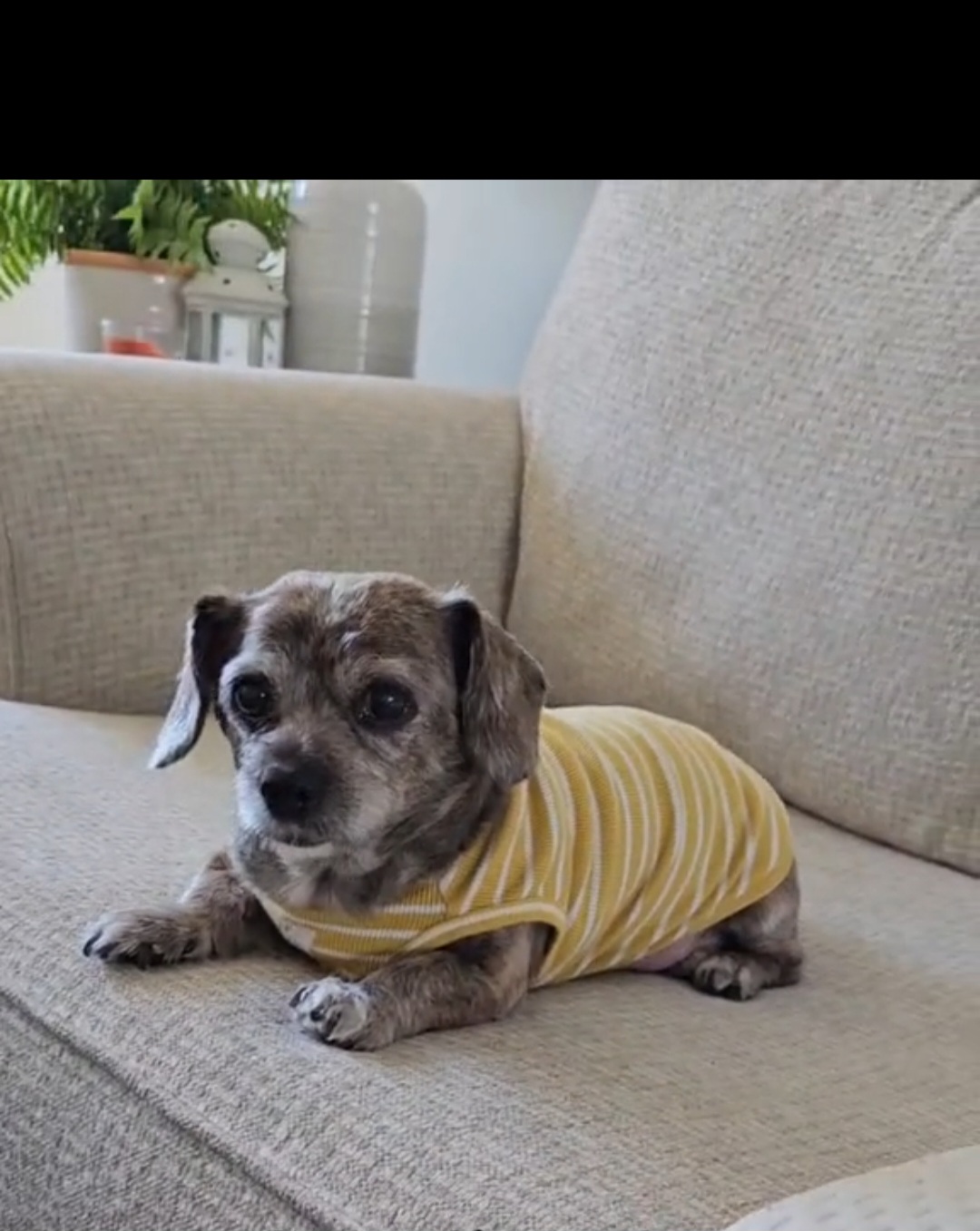 Petra Pet Clinic La Mirada