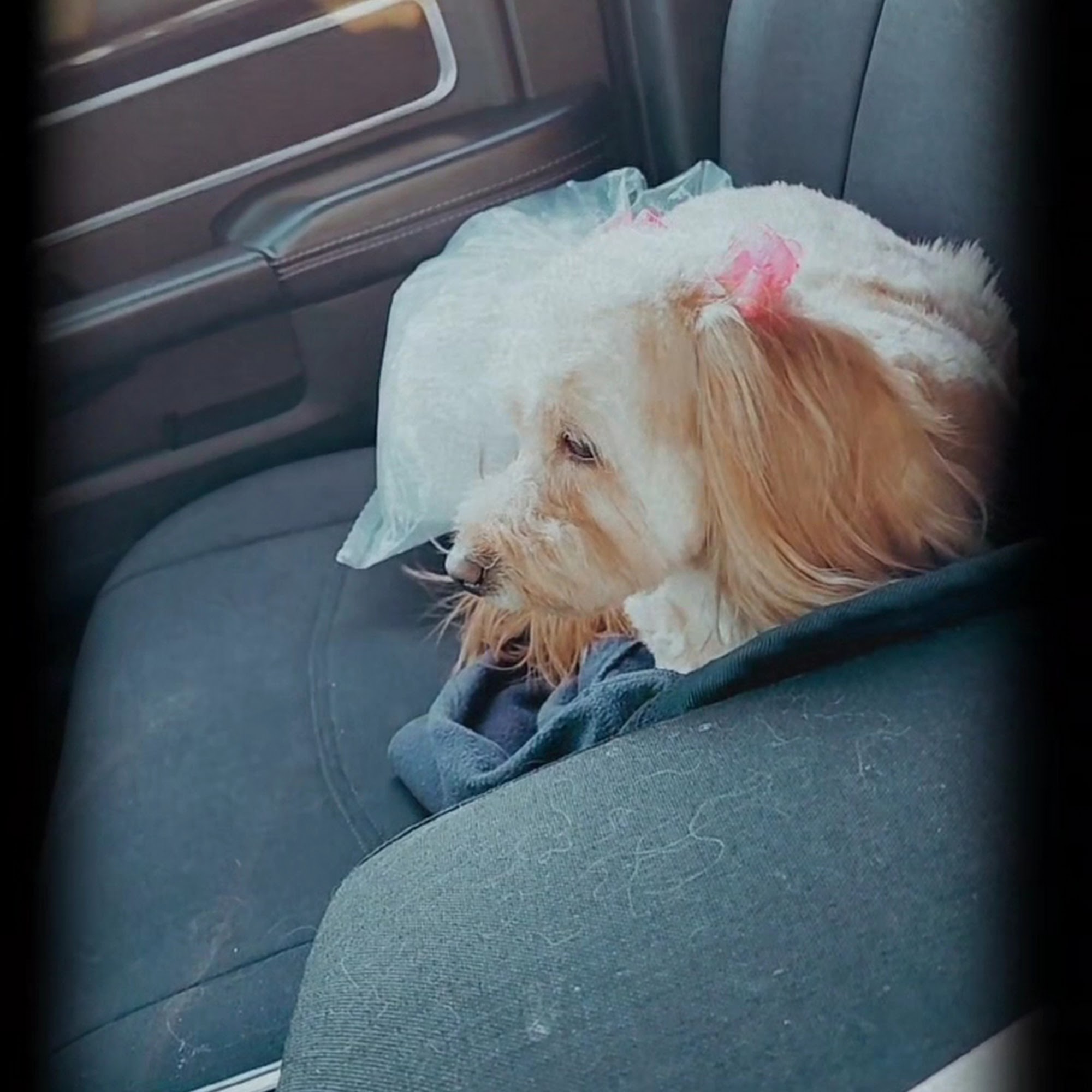 Ami Grooming La Mirada