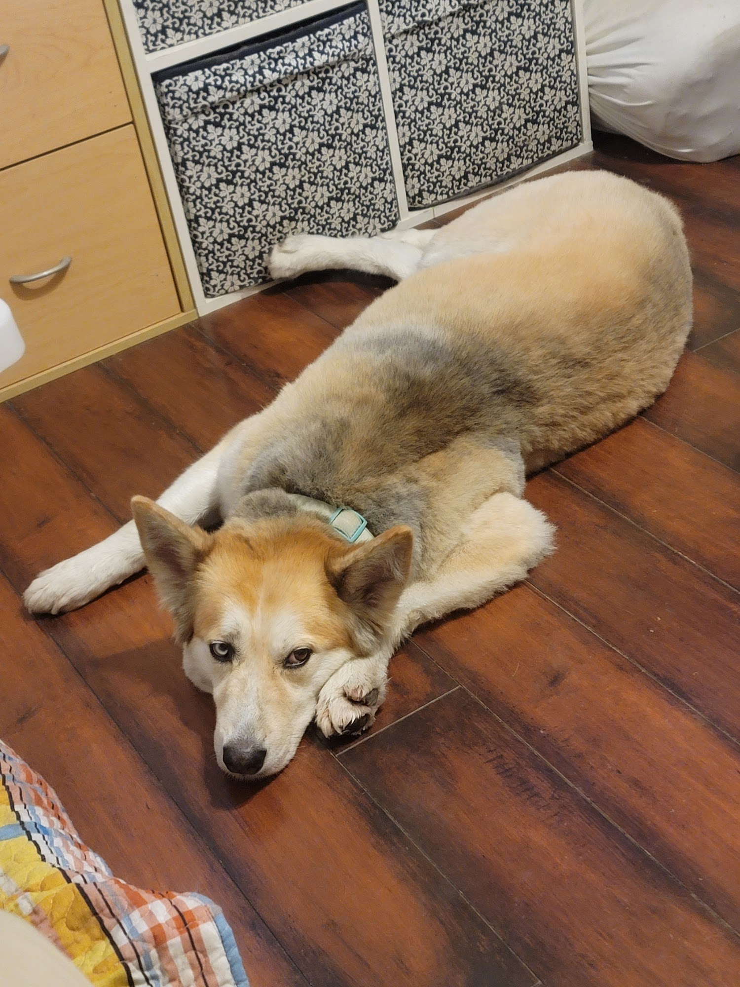 My Dog Spot La Mirada