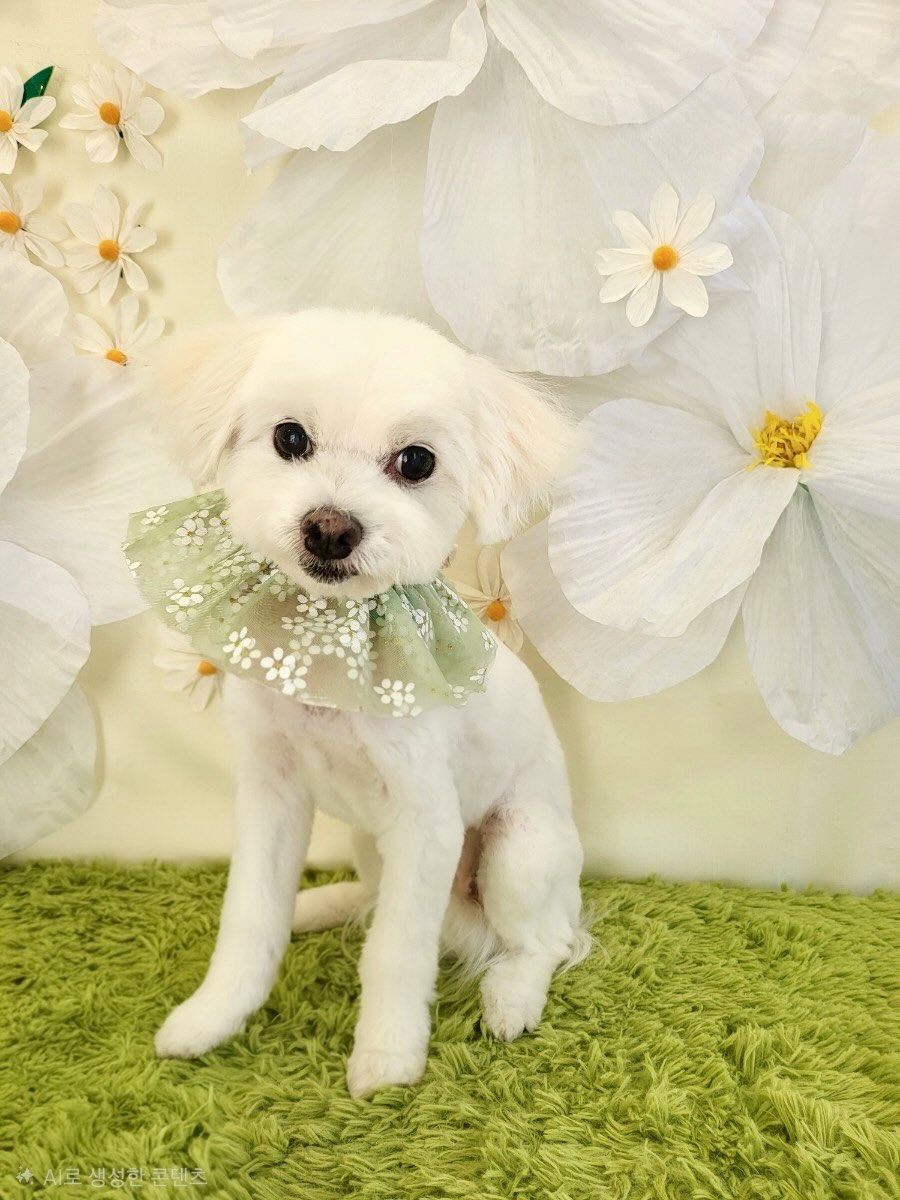 OC Pawtastic Grooming La Palma