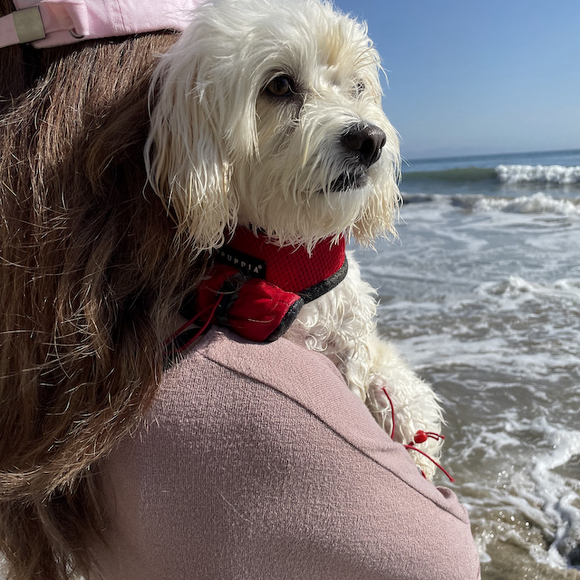 Aspire Veterinary Center La Palma