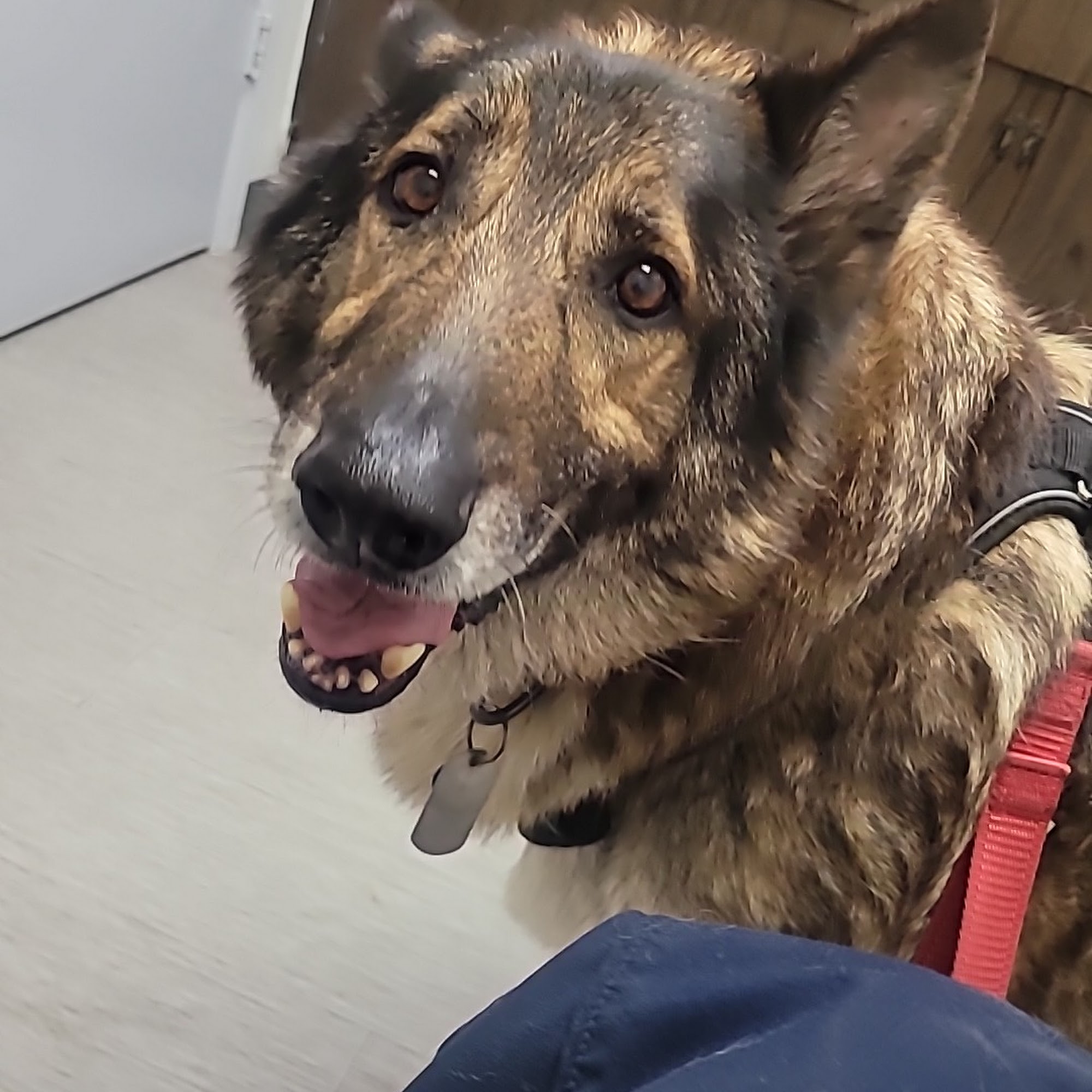 LA Quality Pet Care Animal Clinic (Formerly Hacienda Animal Clinic) La Puente