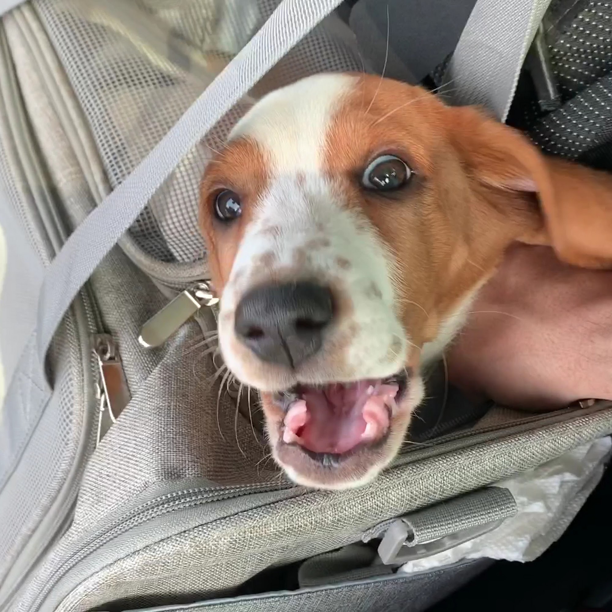 Amar Glen Veterinary Hospital La Puente