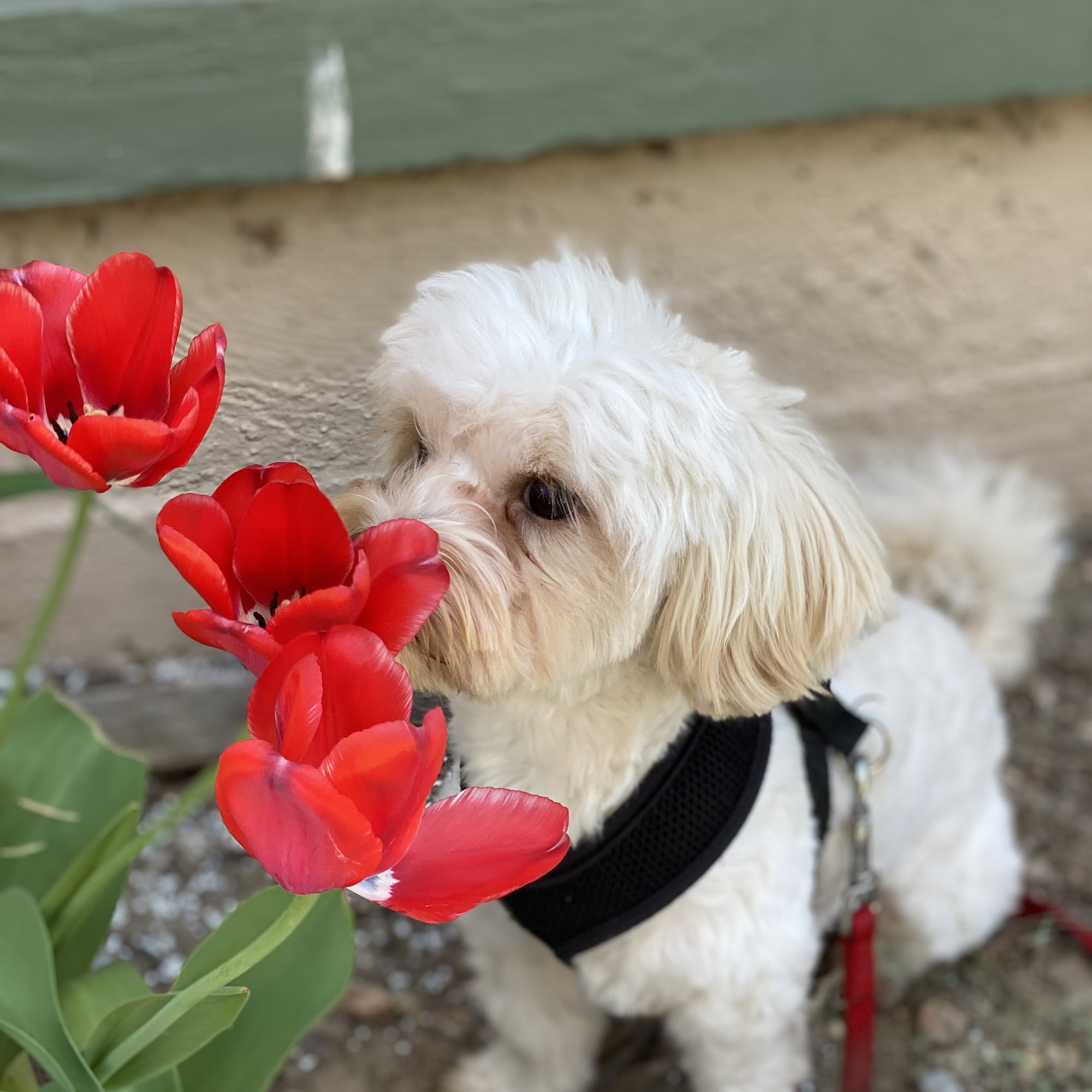 Pet Doctors of Industry Animal Hospital La Puente