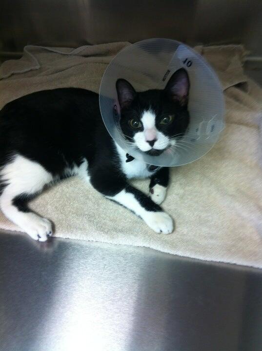 Rancho Viejo Animal Hospital Ladera Ranch