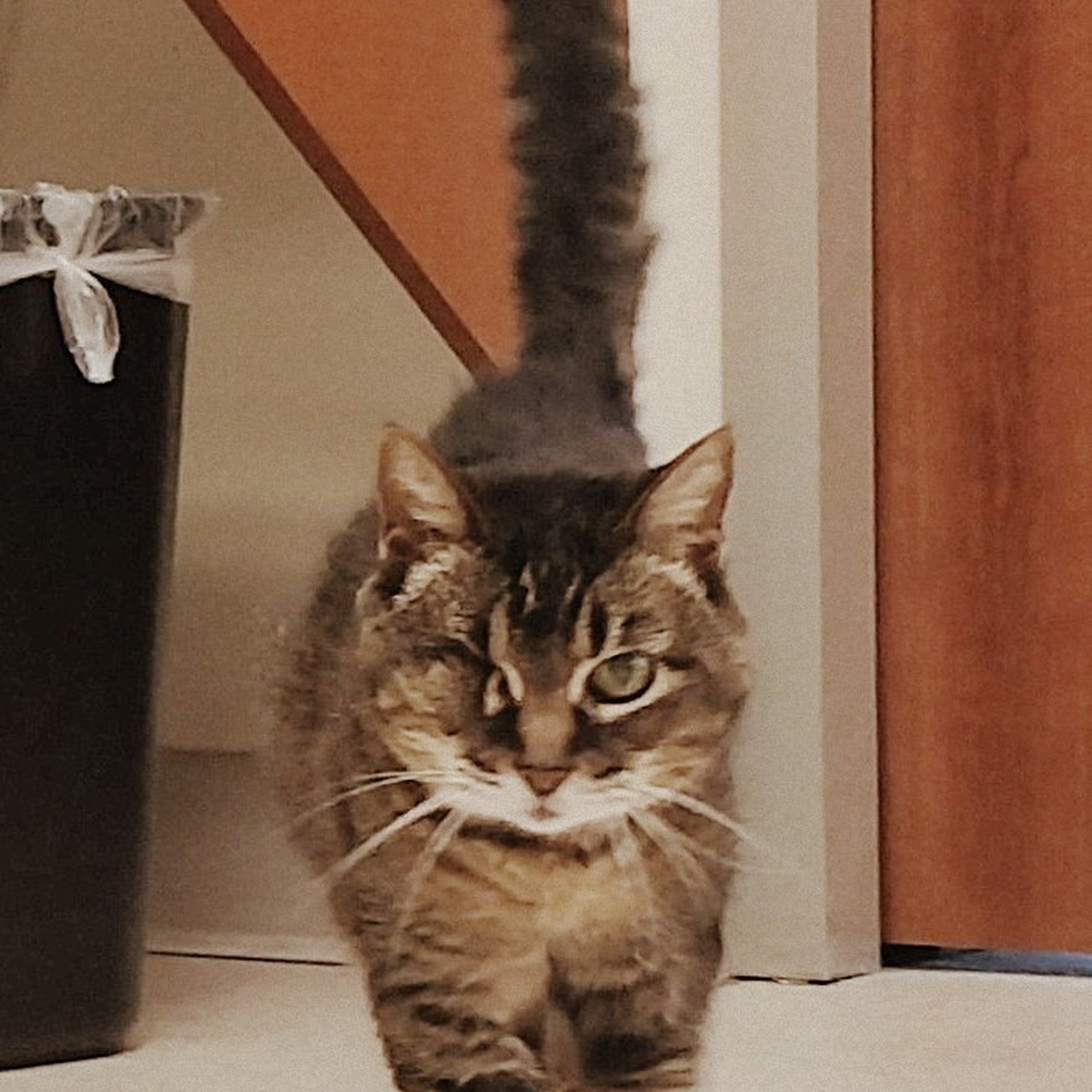 Rancho Viejo Animal Hospital Ladera Ranch