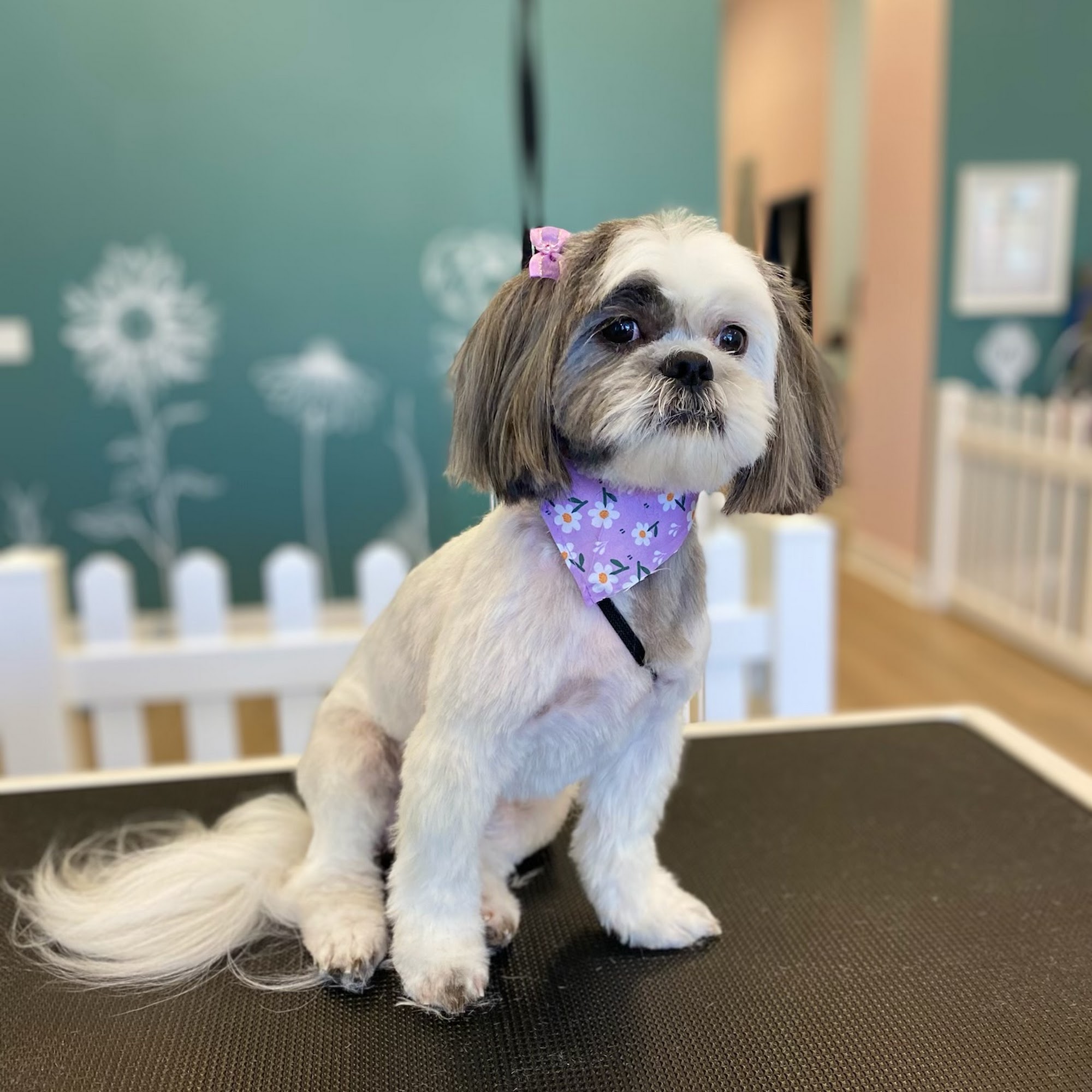 Posh Paws Pet Spa Ladera Ranch