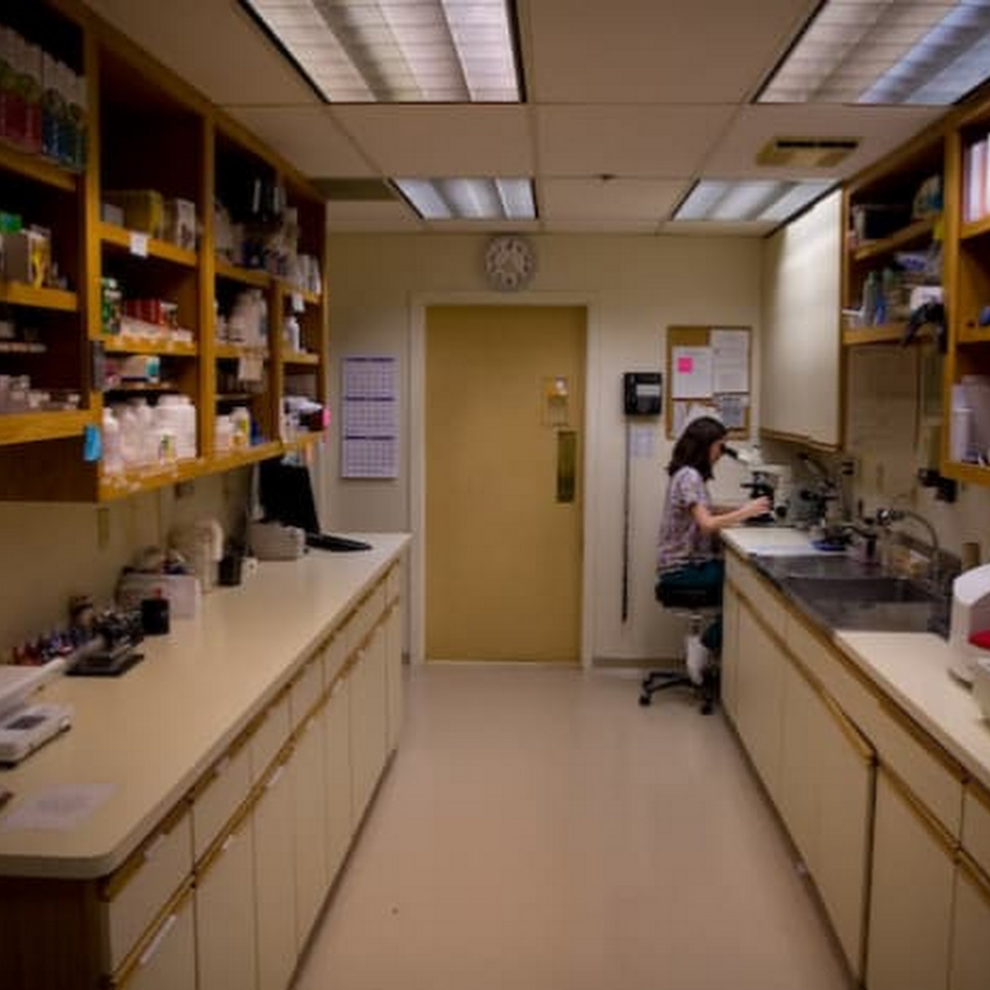 Lafayette Animal Hospital Lafayette