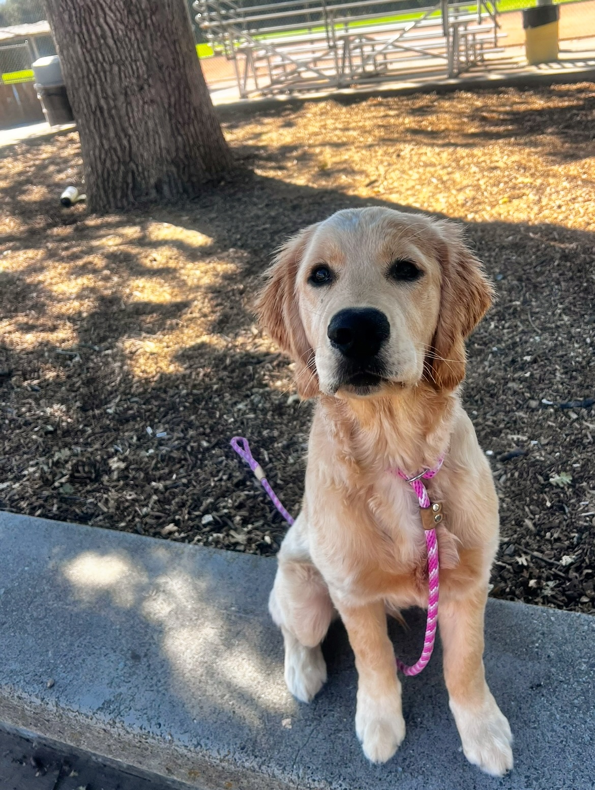 Walk, Train, Love - East Bay Dog Training Lafayette