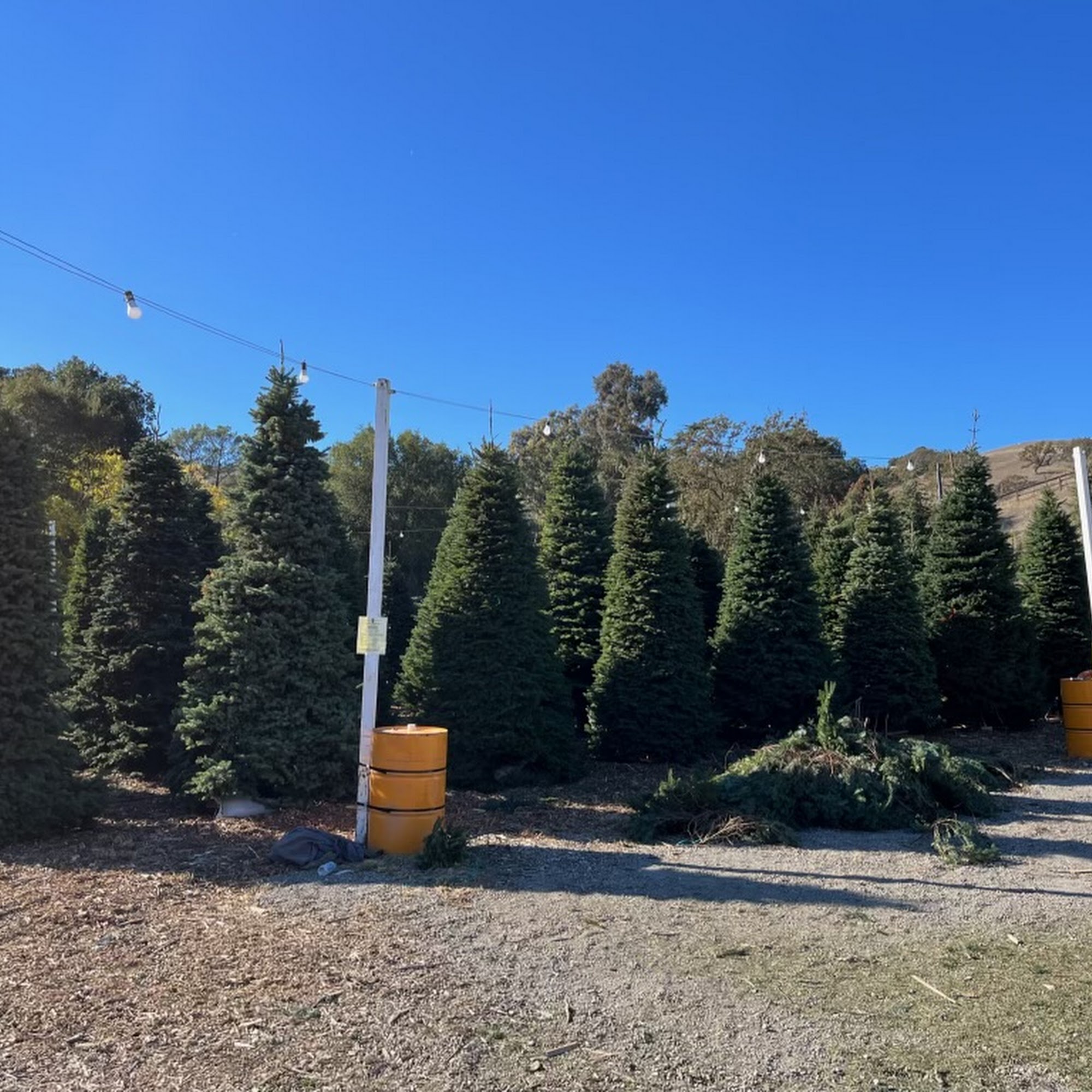 Honeybear trees Lafayette