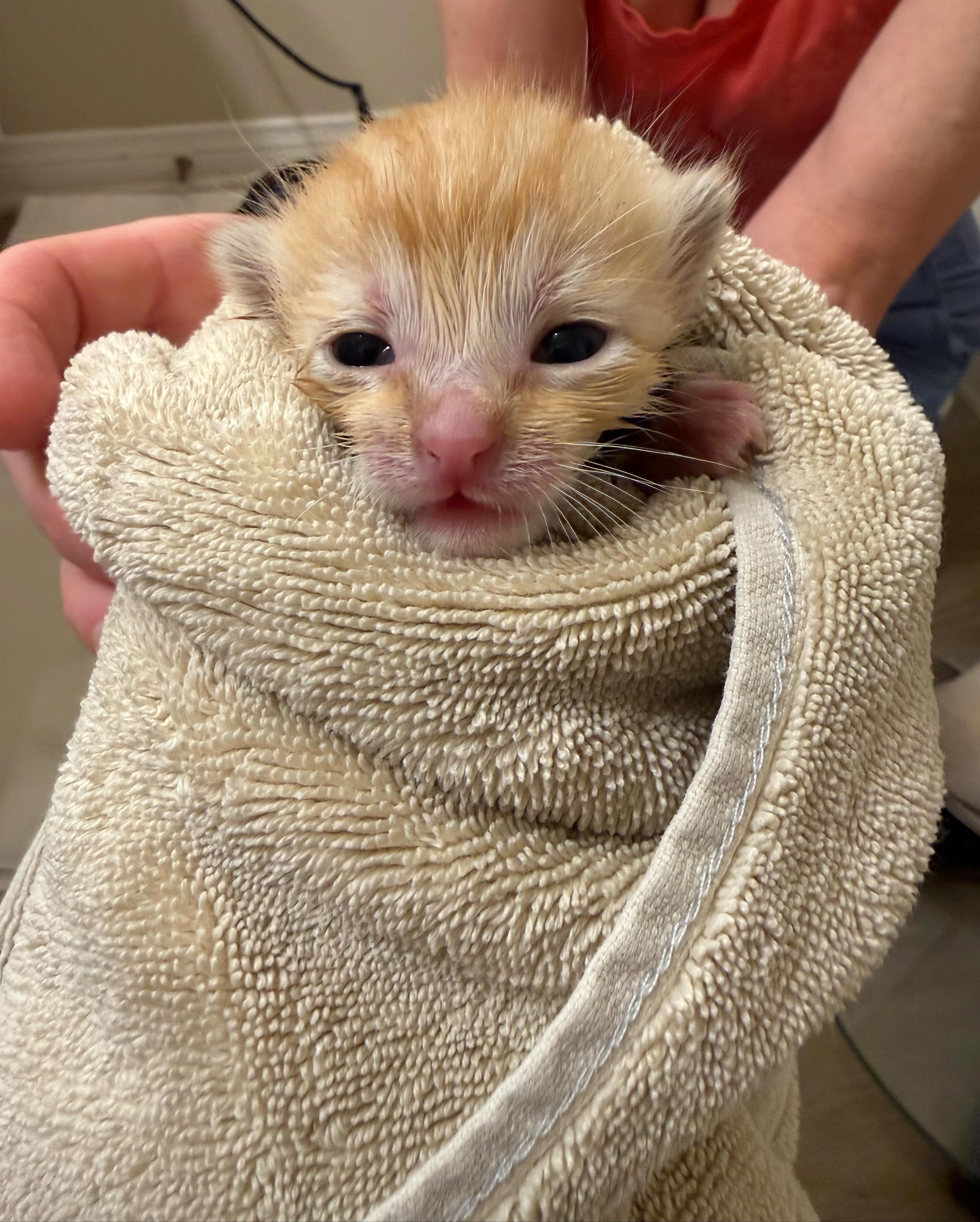 Catmosphere Laguna Foundation Laguna Beach