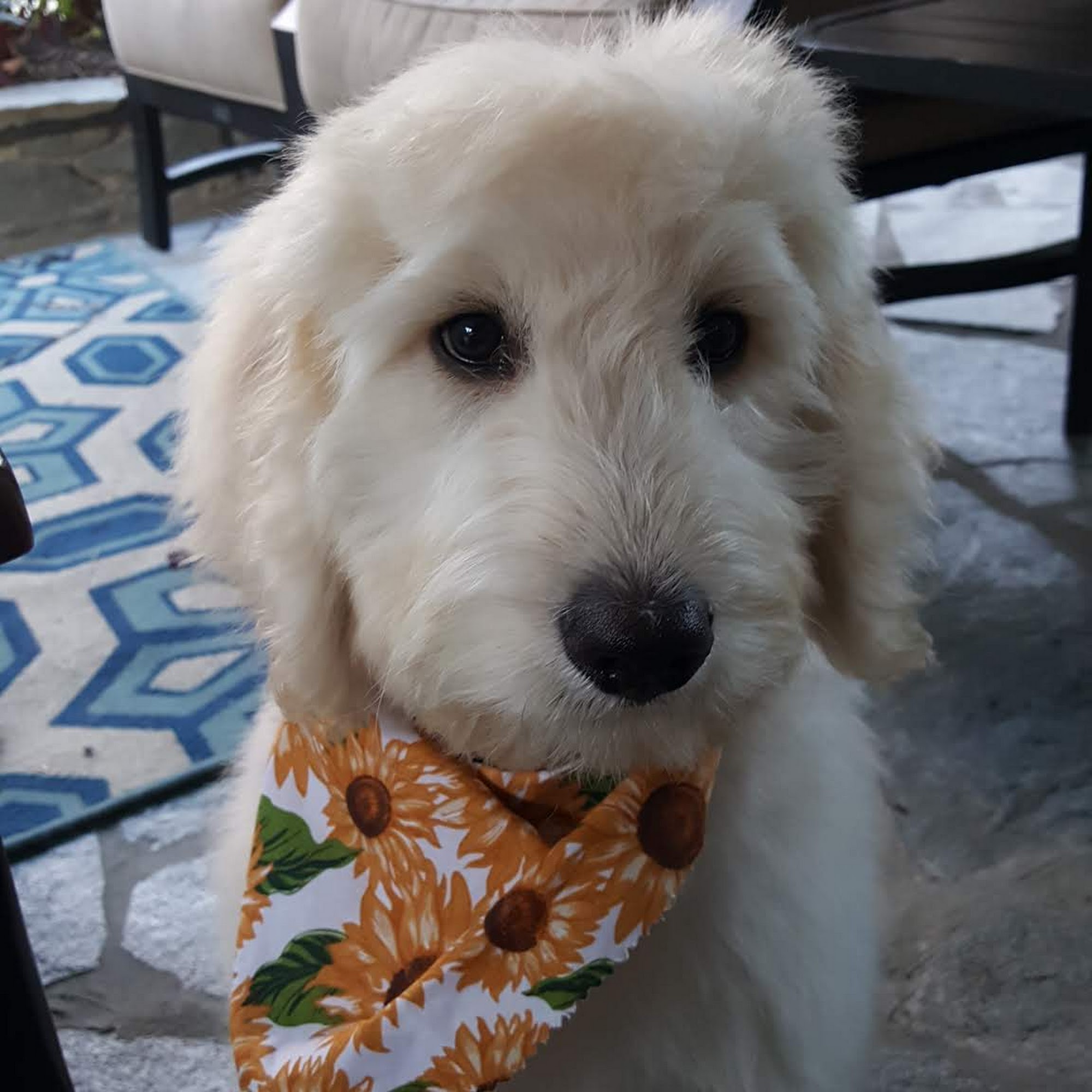 Groom At The Top Laguna Hills