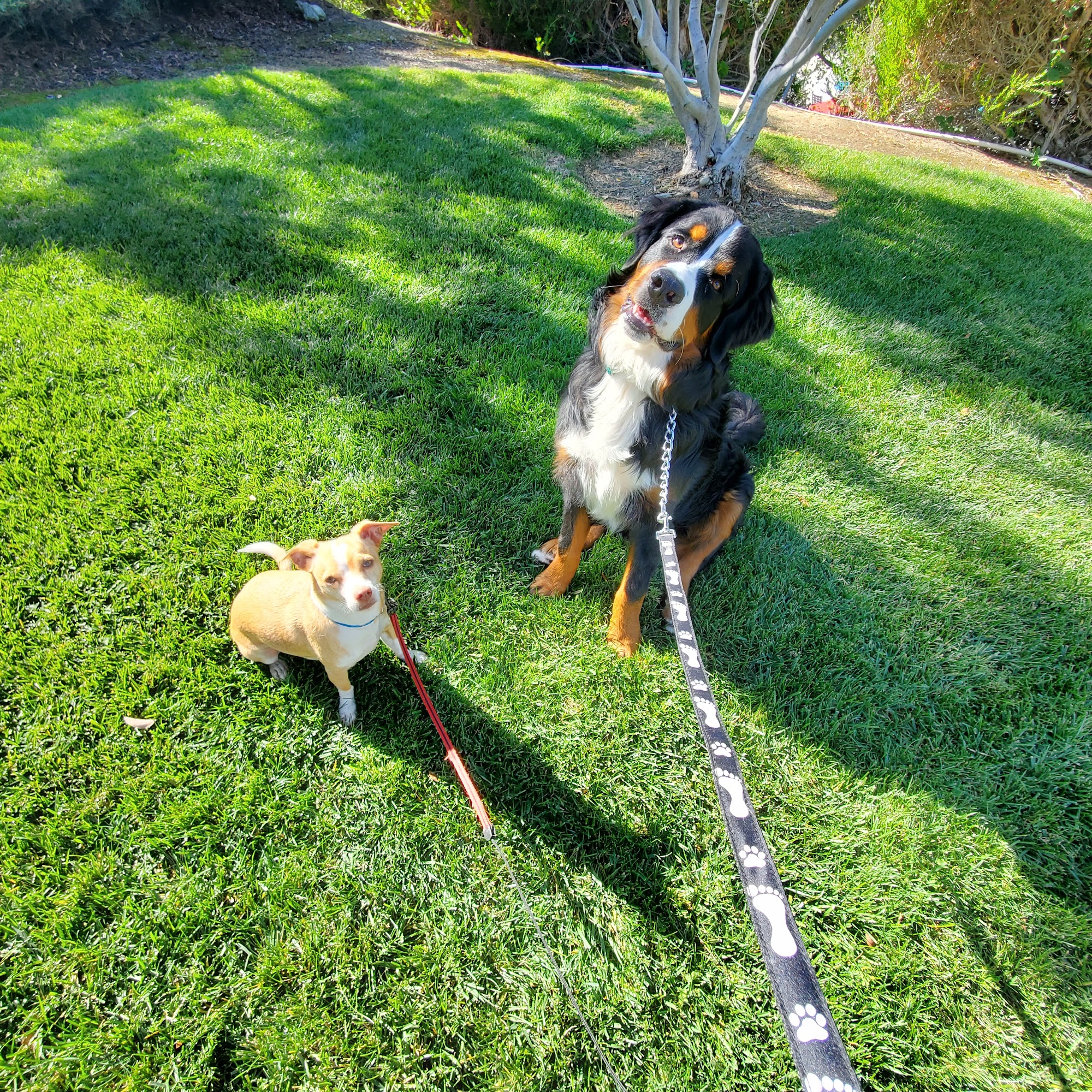 The Pet Care Crew Laguna Hills