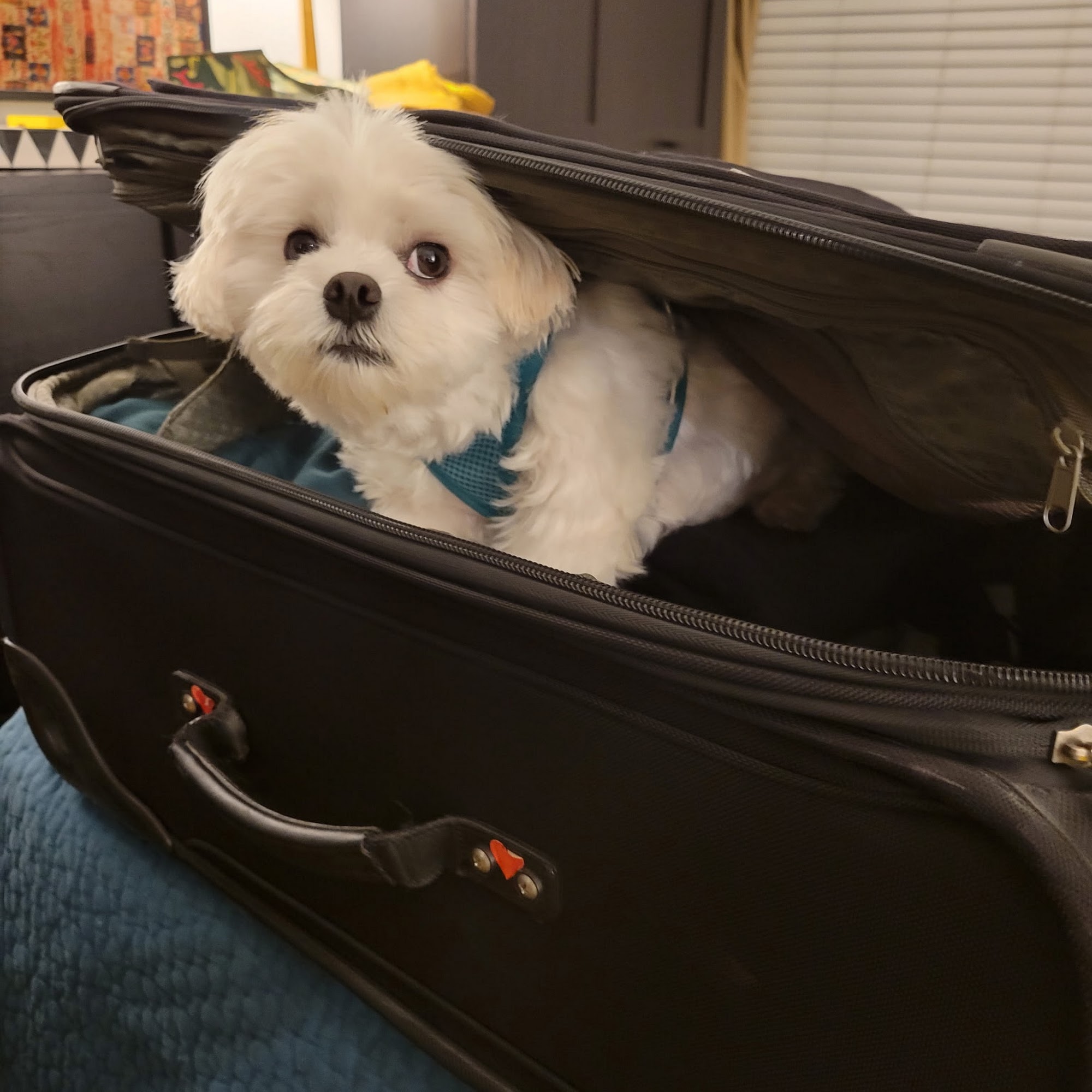 Aliso Niguel Animal Hospital Laguna Niguel