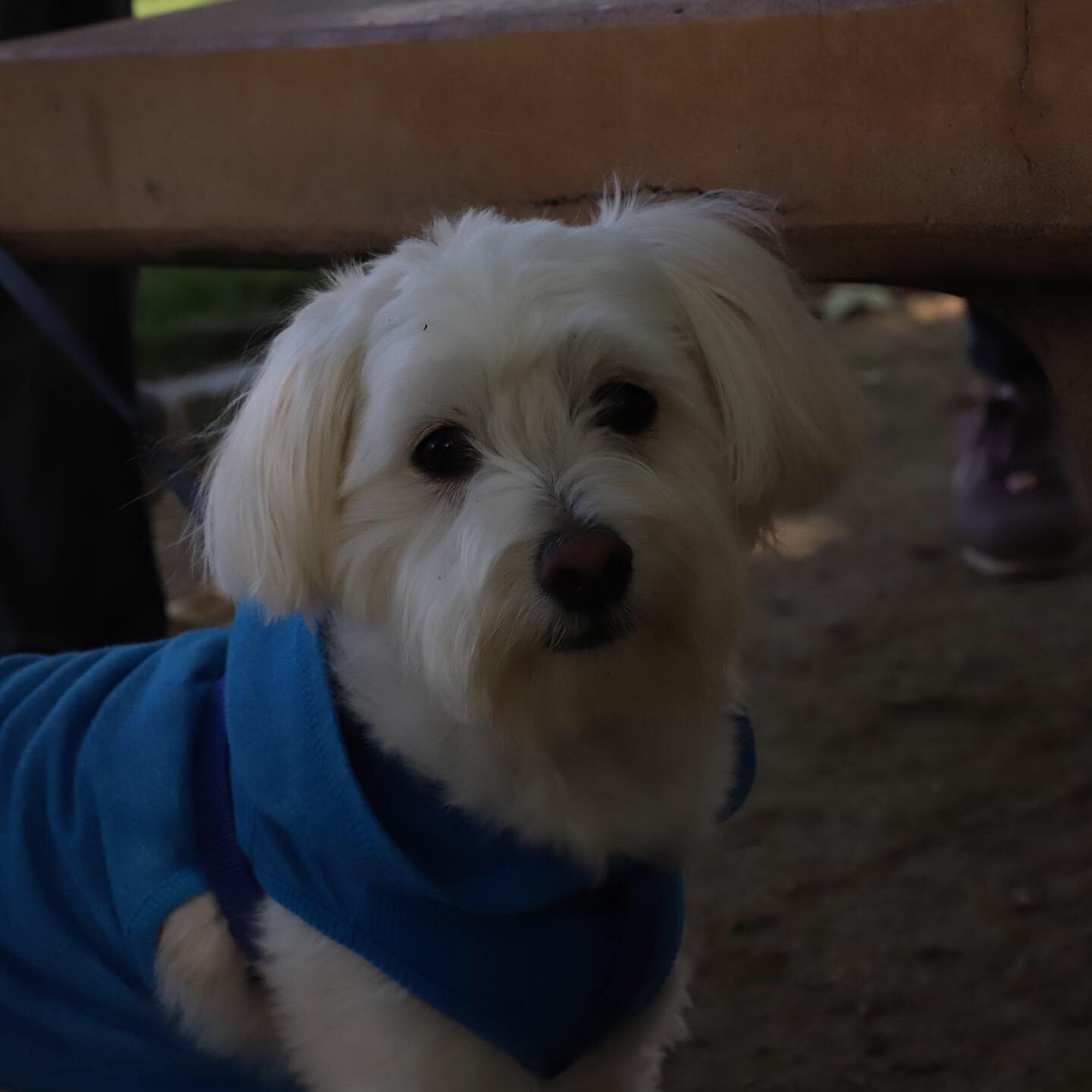 South Coast Veterinary Hospital Laguna Niguel