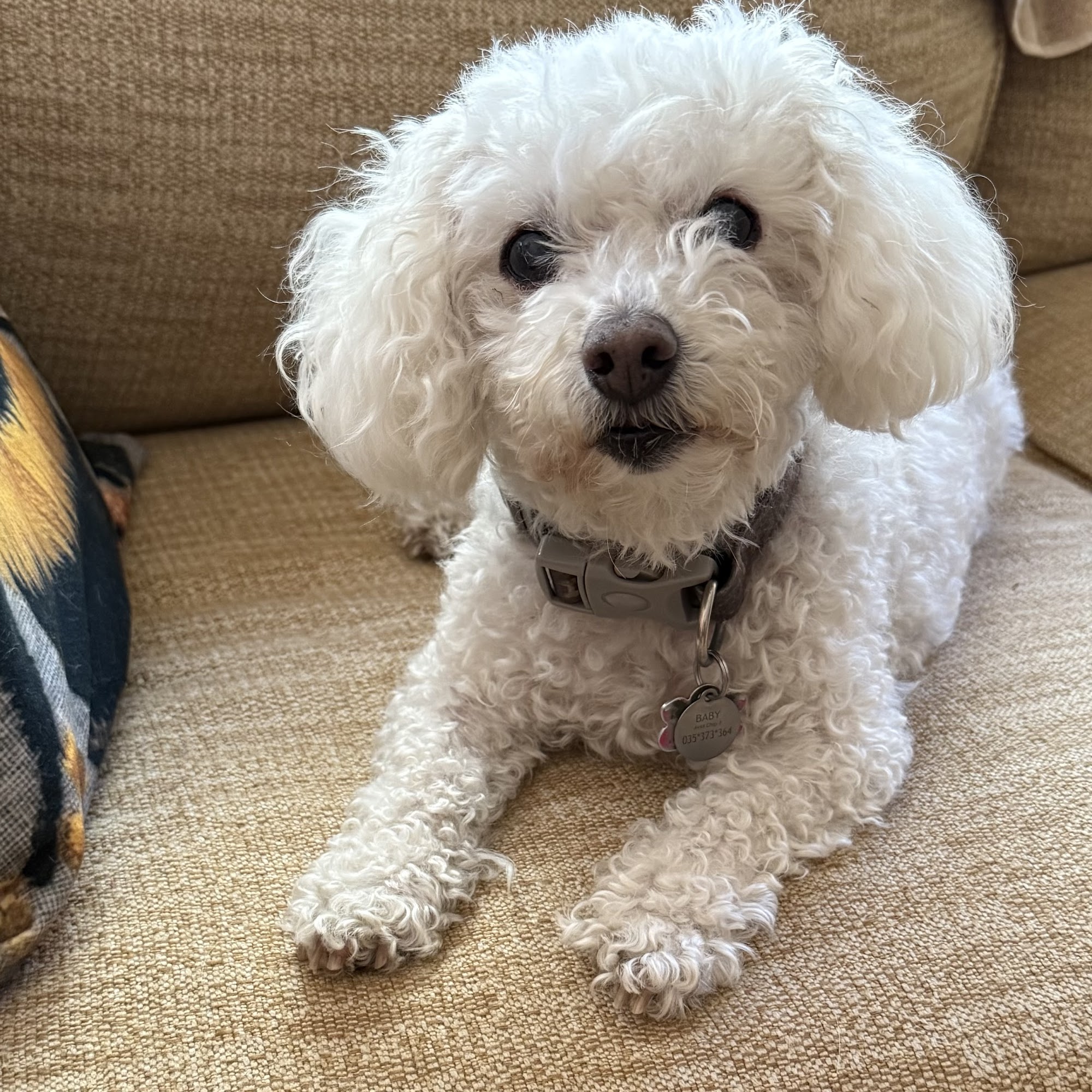 Marina Hills Animal Hospital Laguna Niguel