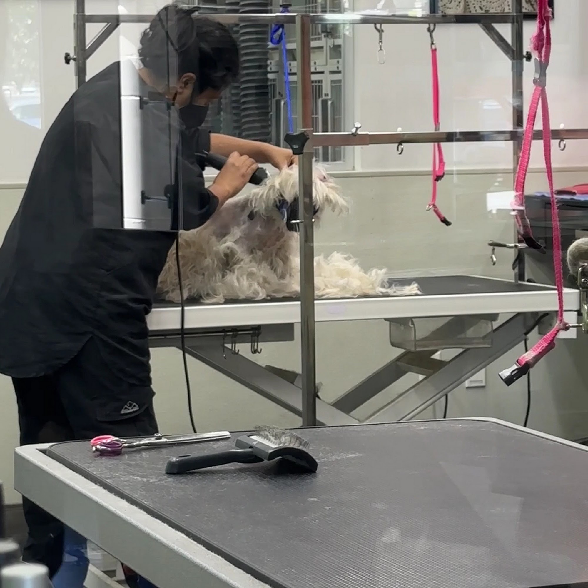 PJ Noah PetSalon Laguna Niguel