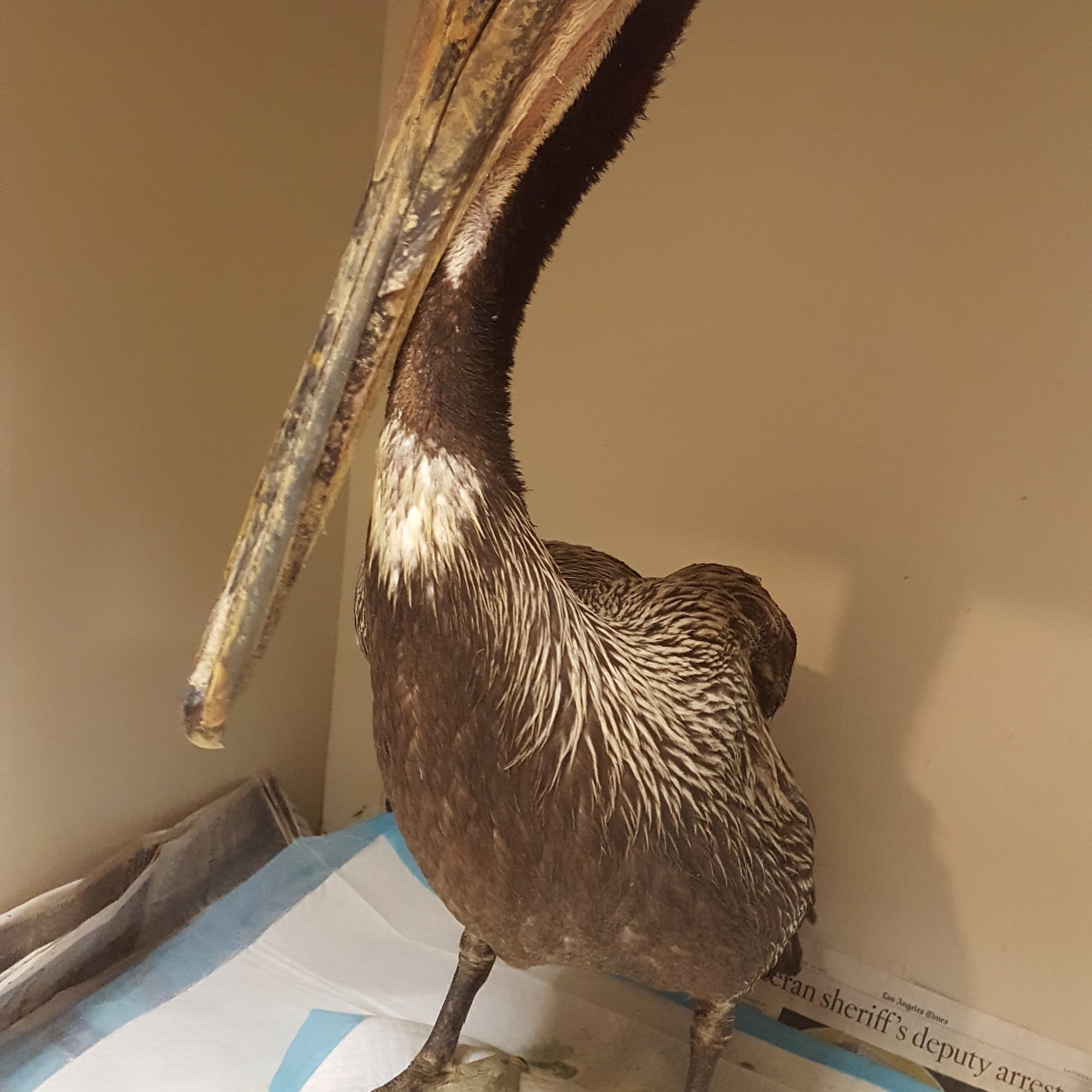 Pacific Wildlife Project Laguna Niguel