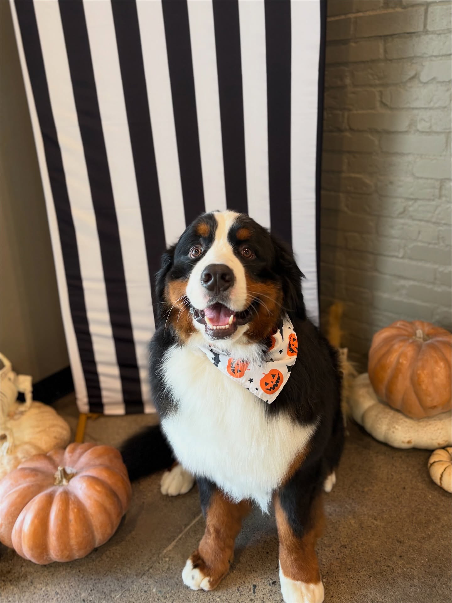 Well Groomed Pets - Orange County Laguna Niguel