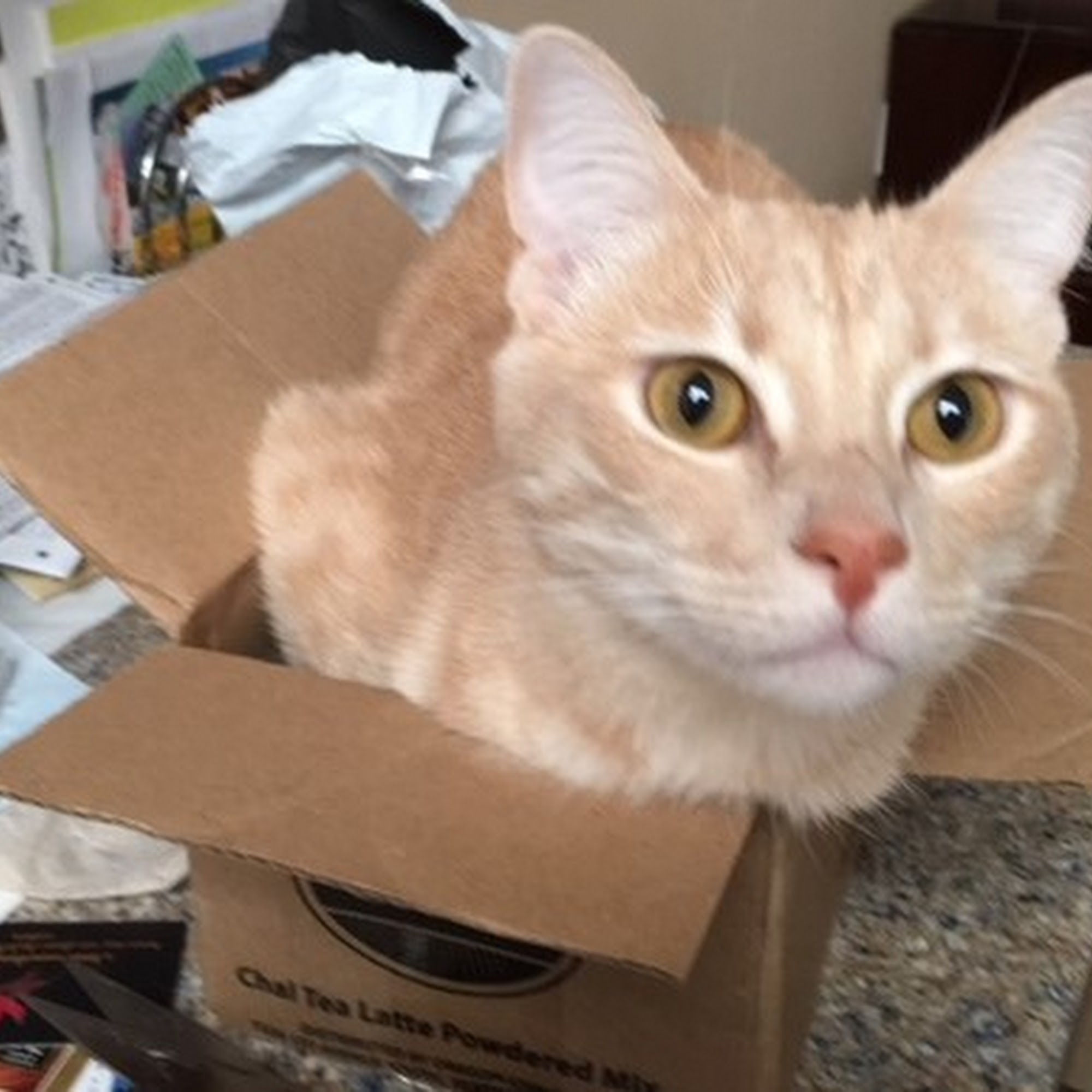 Laguna Hills Animal Hospital Laguna Woods