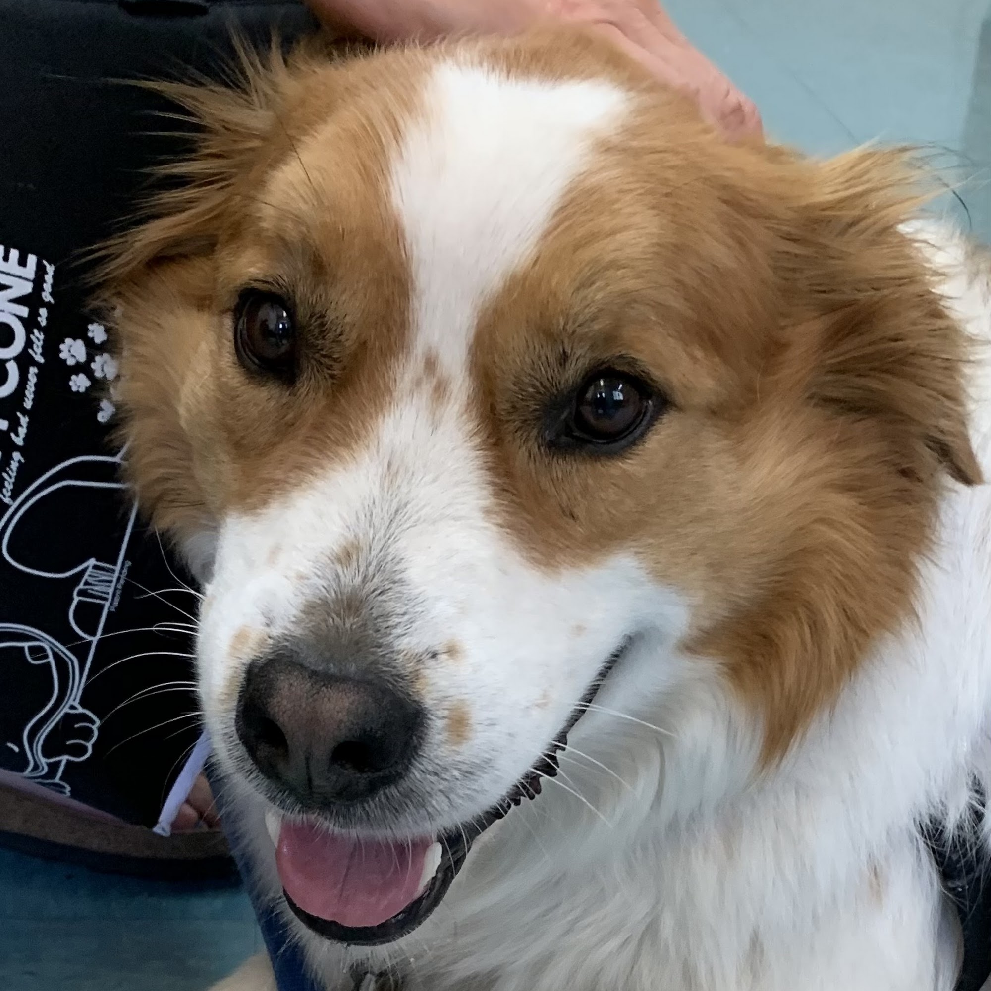 San Geronimo Valley Veterinary Clinic Lagunitas