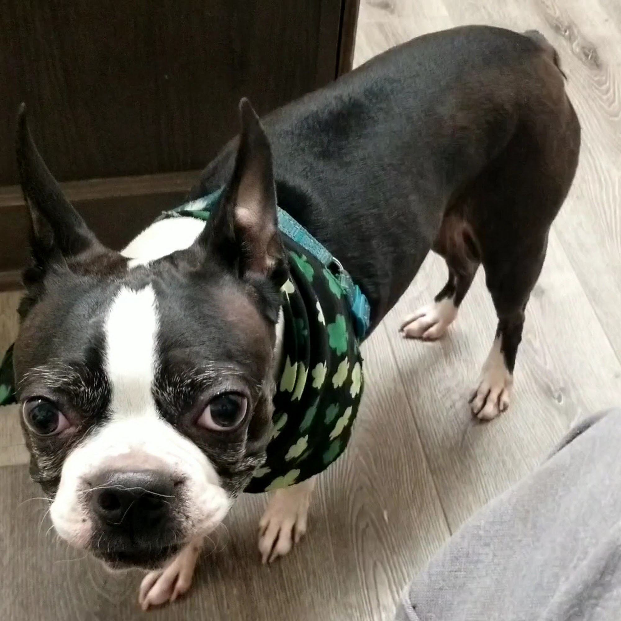 Mountainview Small Animal Hospital Lake Elsinore