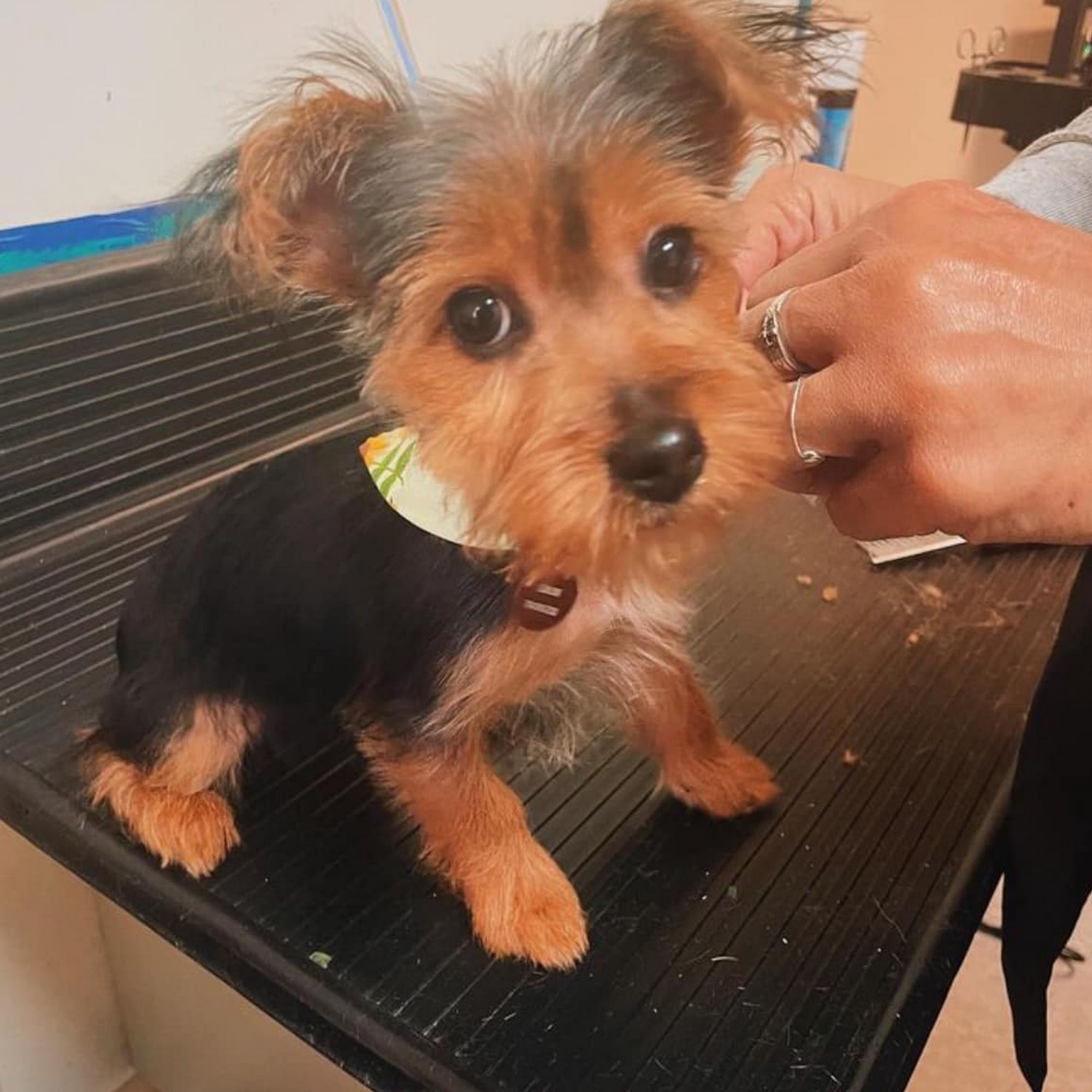 Dawgie Styles Lake Elsinore