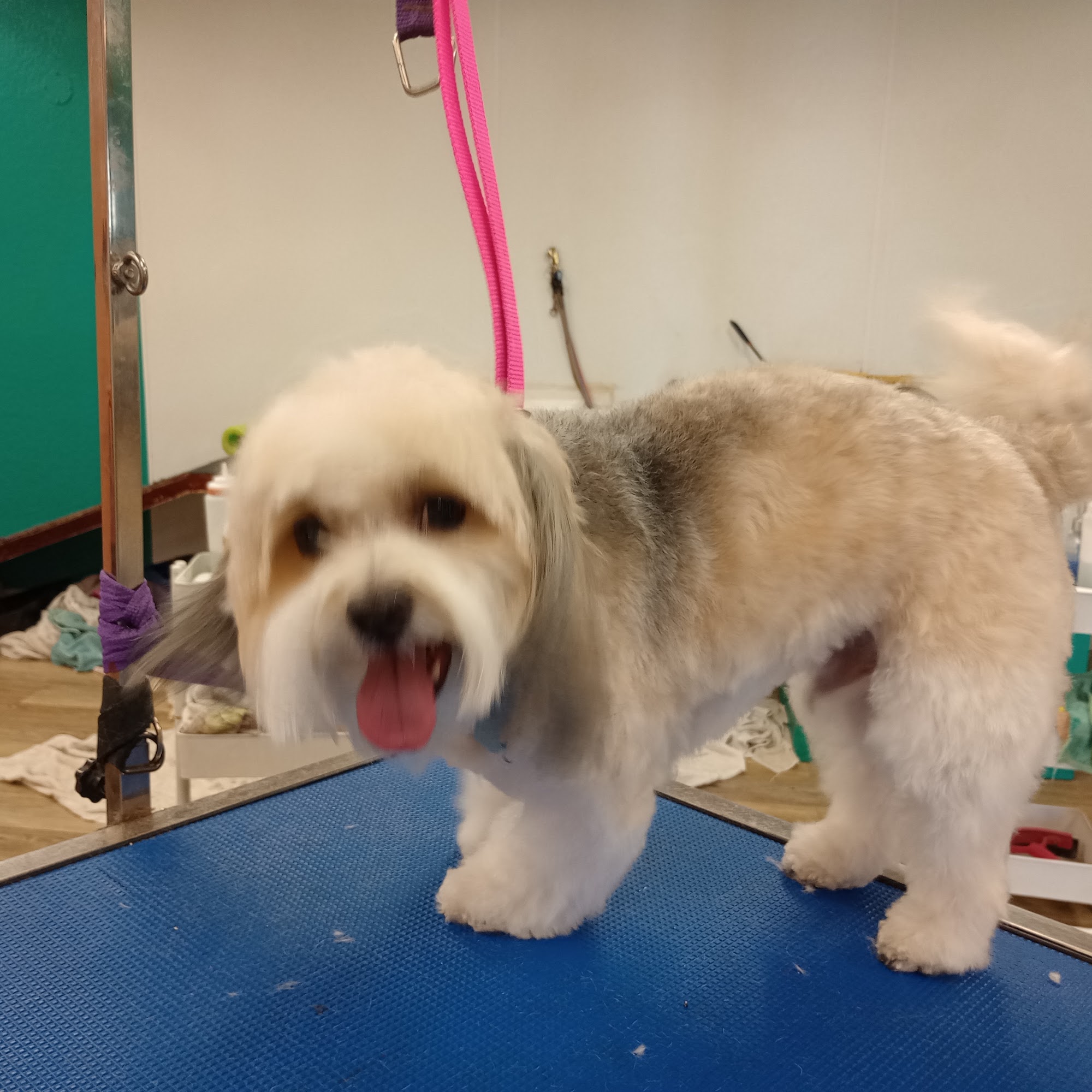 Pup's"N"Bubbles pet grooming Lake Elsinore