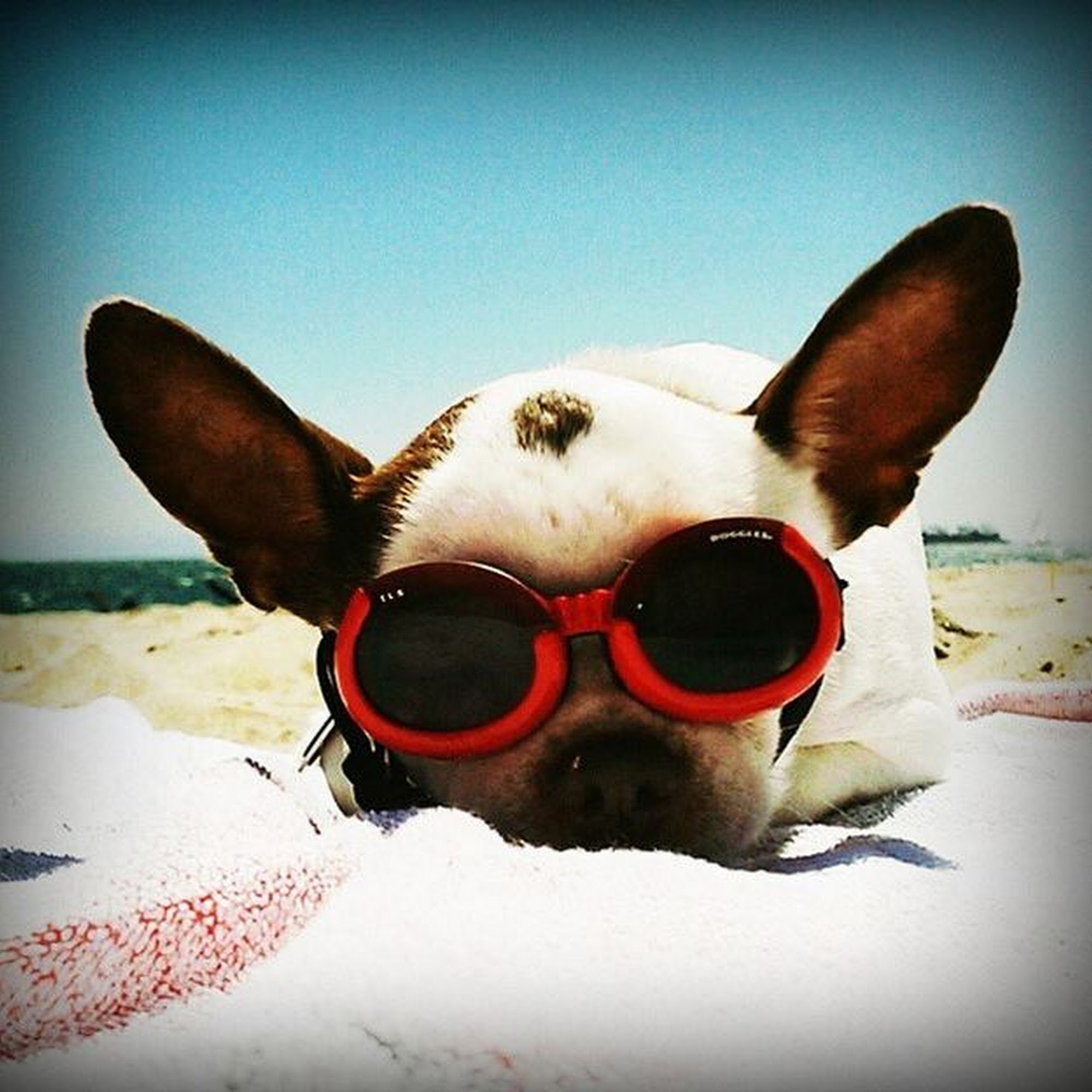 South Orange County Animal Hospital Lake Forest