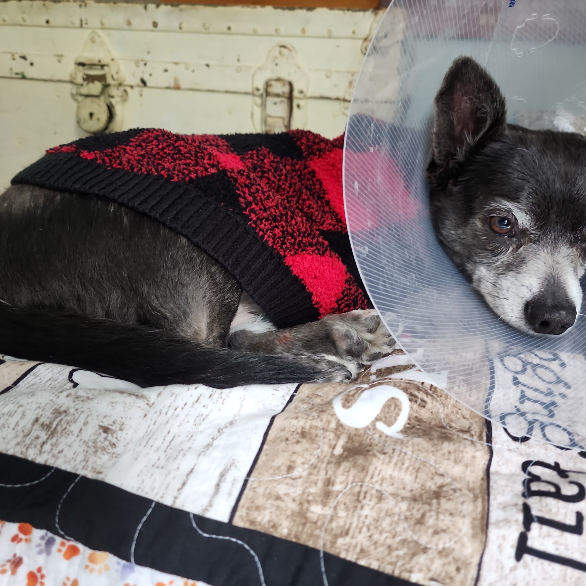 Serrano Animal & Bird Hospital Lake Forest