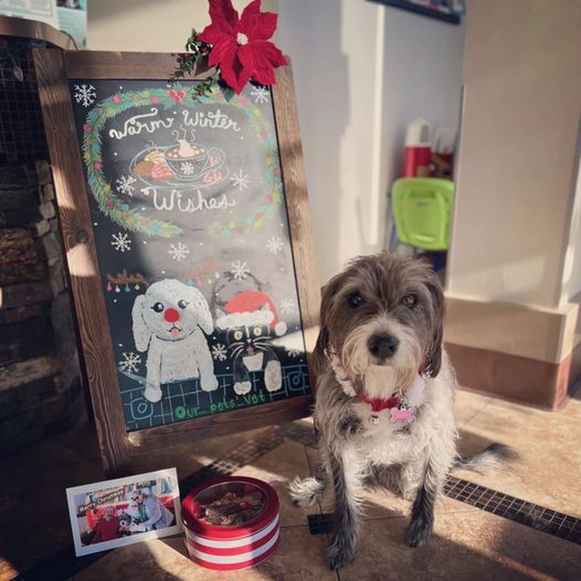 Our Pet's Vet Lake Forest