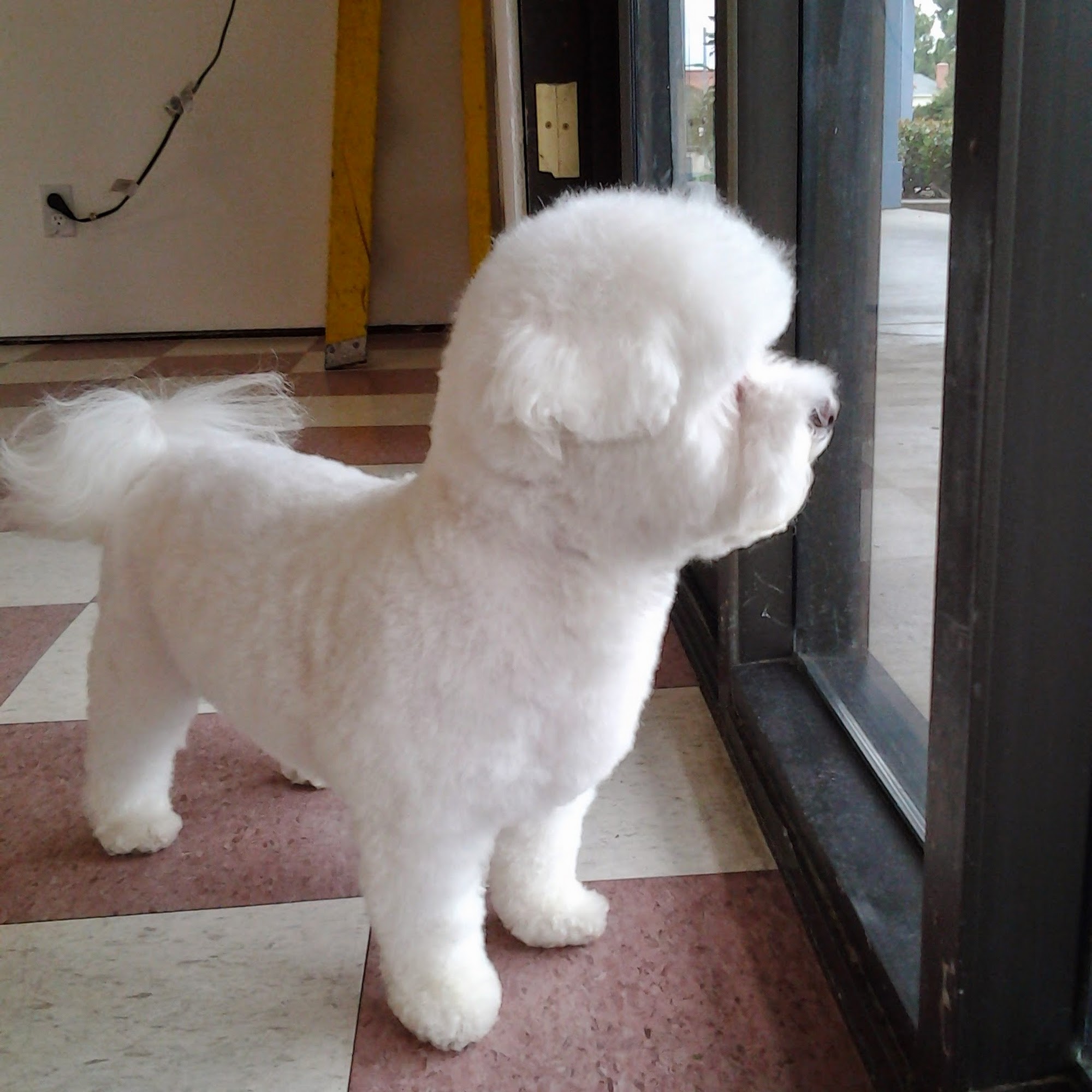 Qd. Doggie Lake Forest