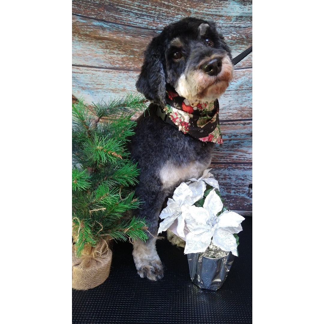 Must Love Paws mobile dog grooming Lake Forest