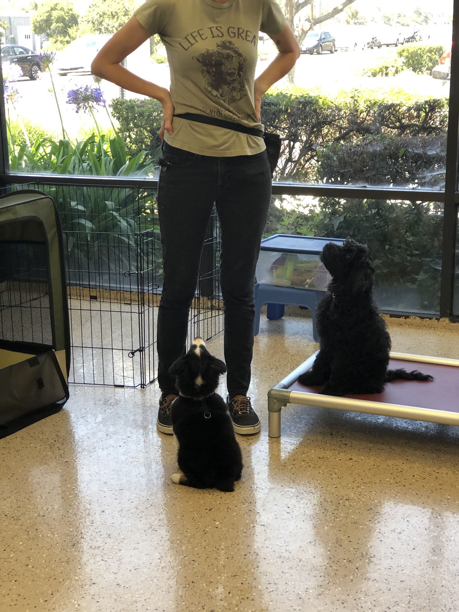 Clickstart Dog Training Academy Lake Forest