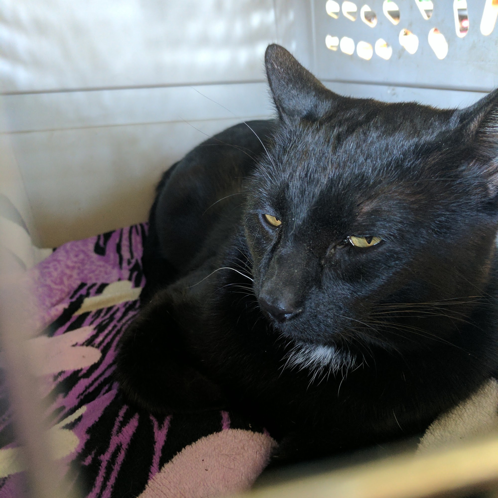 Main Street Veterinary Clinic Lakeport