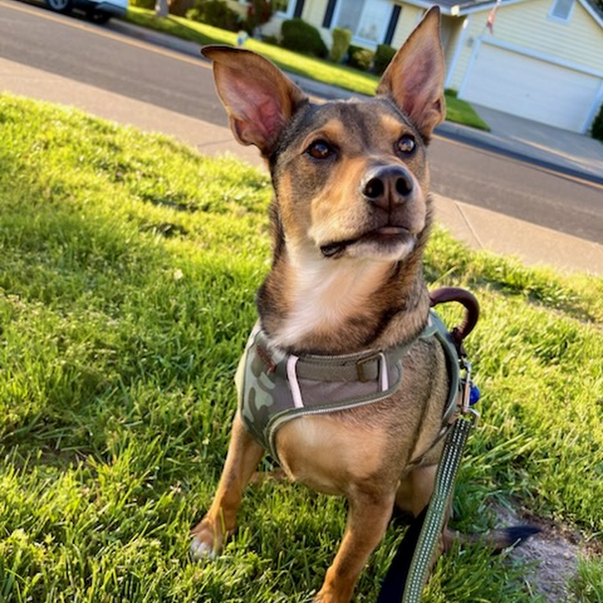 Wasson Memorial Veterinary Clinic Lakeport