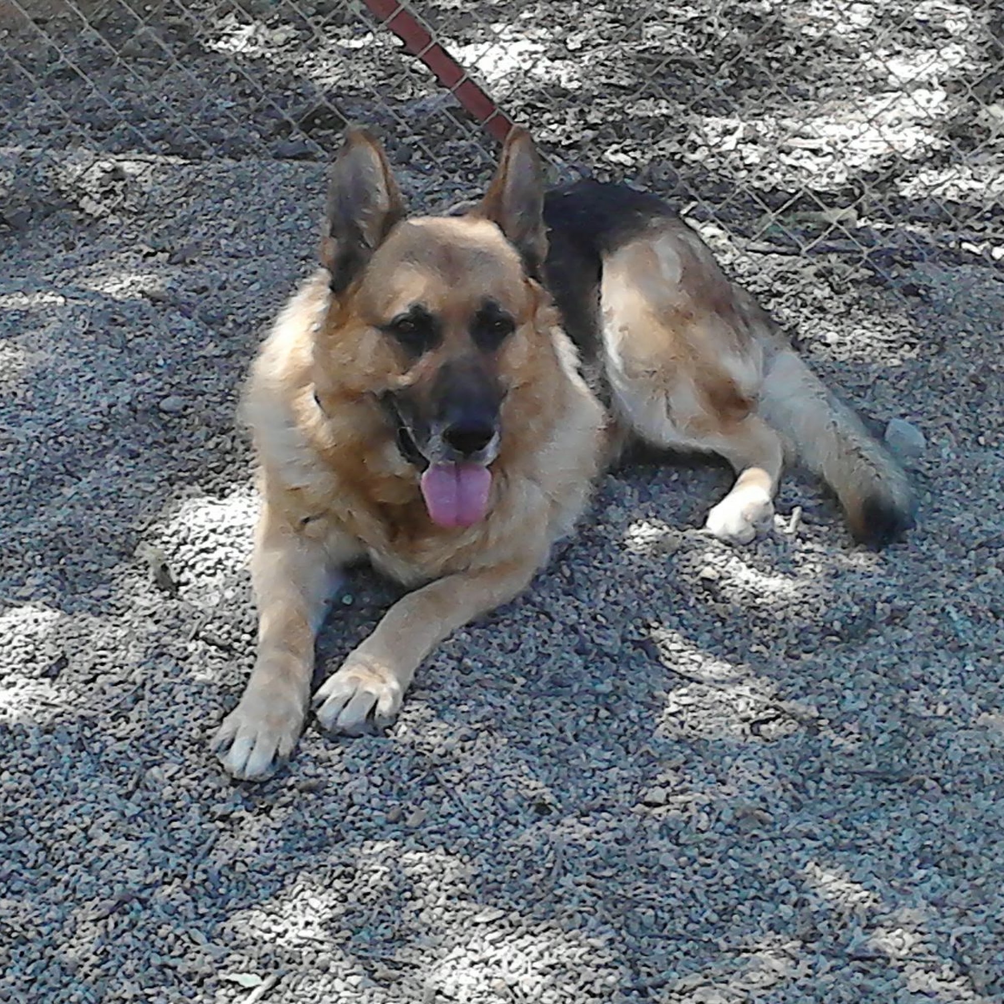 Woody Dog Boarding Lakeport