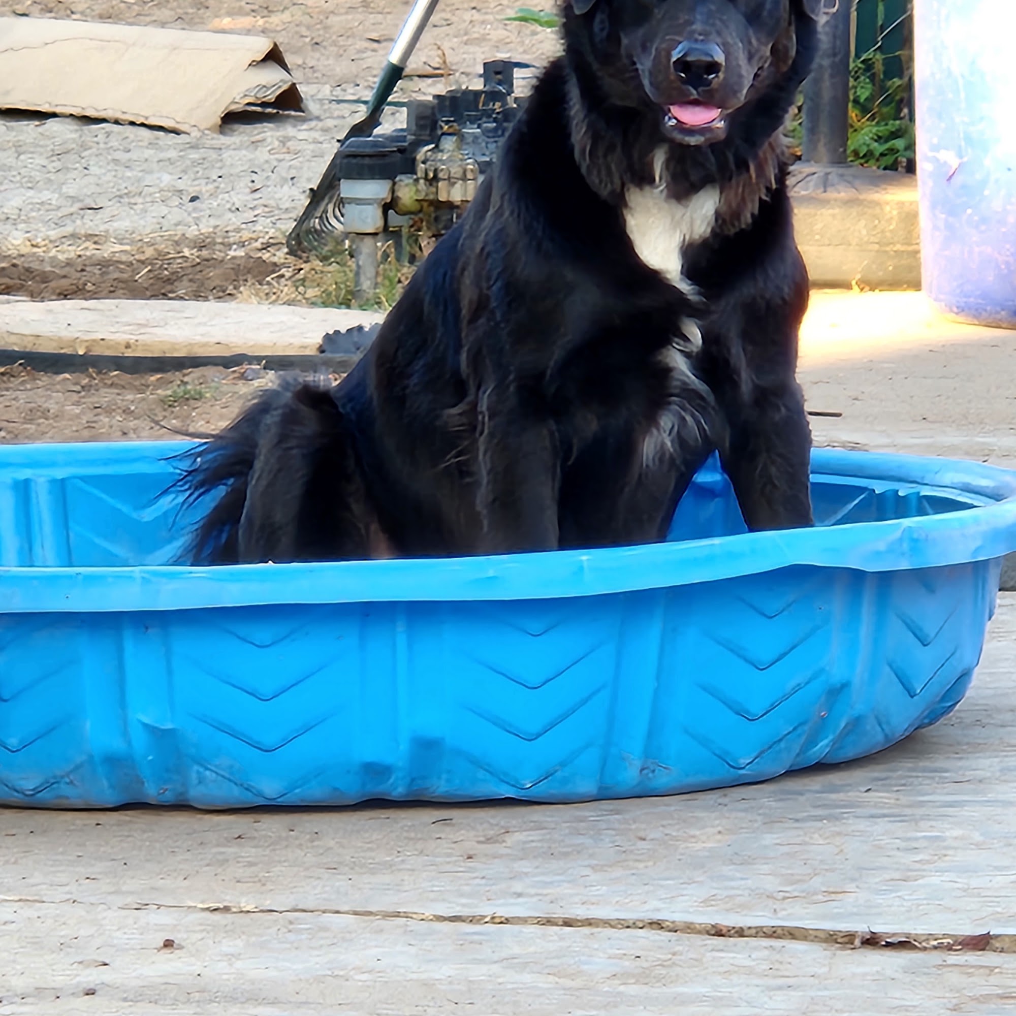 Woodside Animal Hospital Lakeside